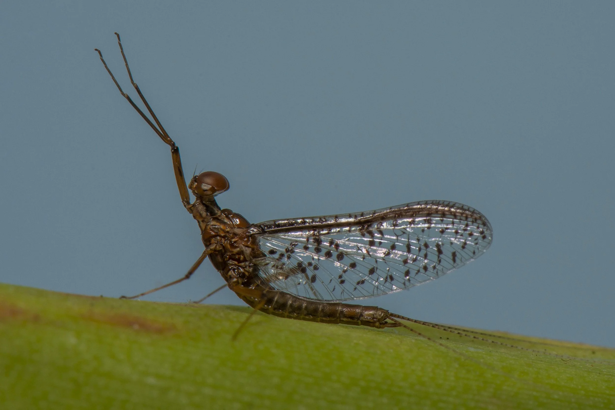 Ephemeroptera - 43.jpg