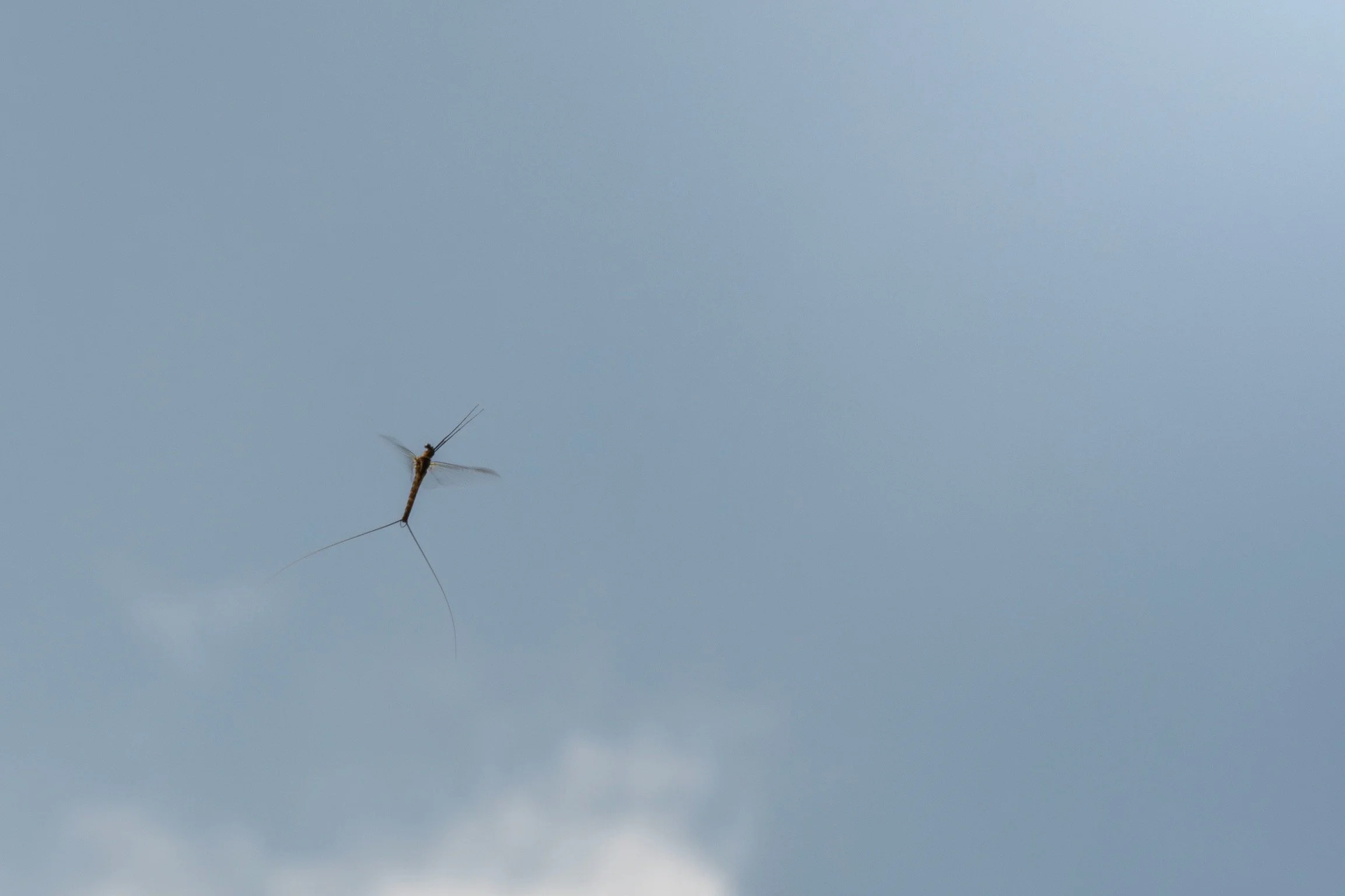 Heptageniidae - 4.jpeg