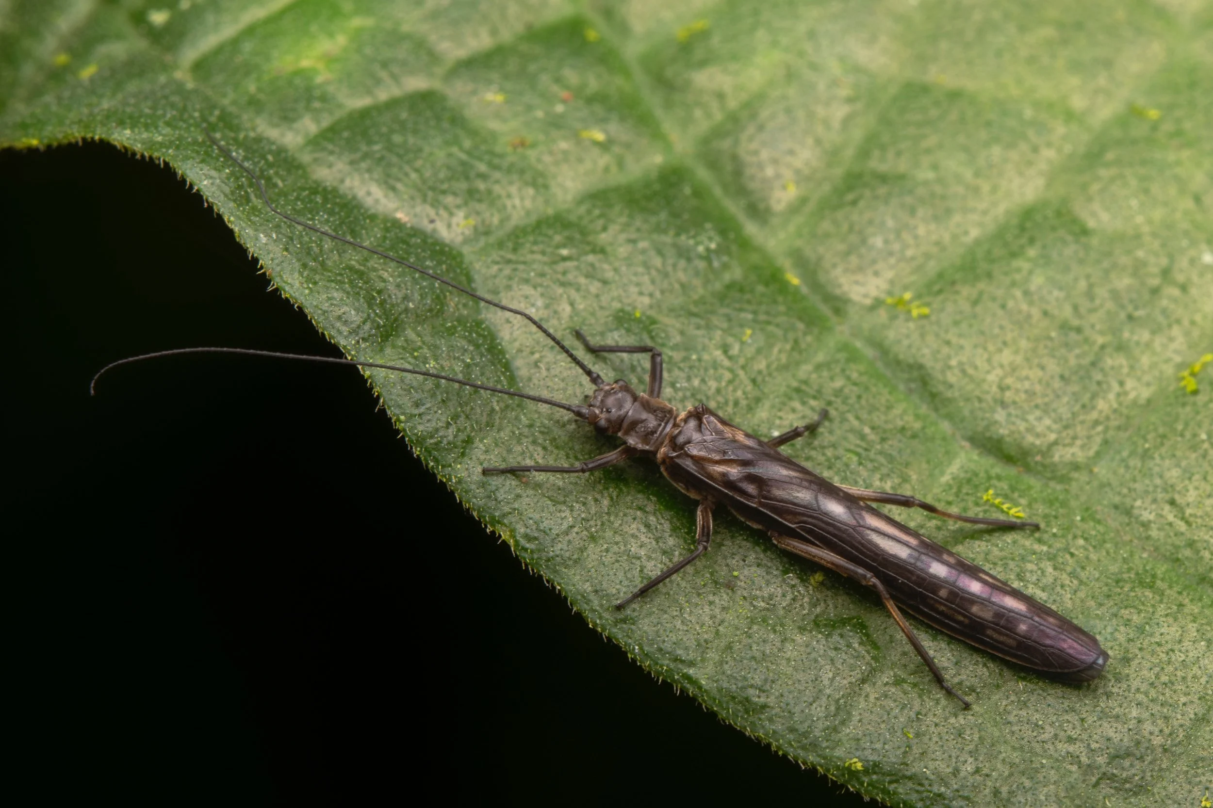 Plecoptera - 26.jpeg