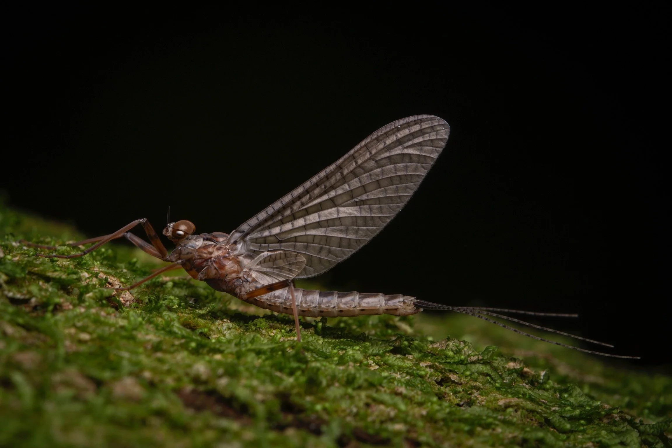 Leptophlebiidae - 81.jpeg