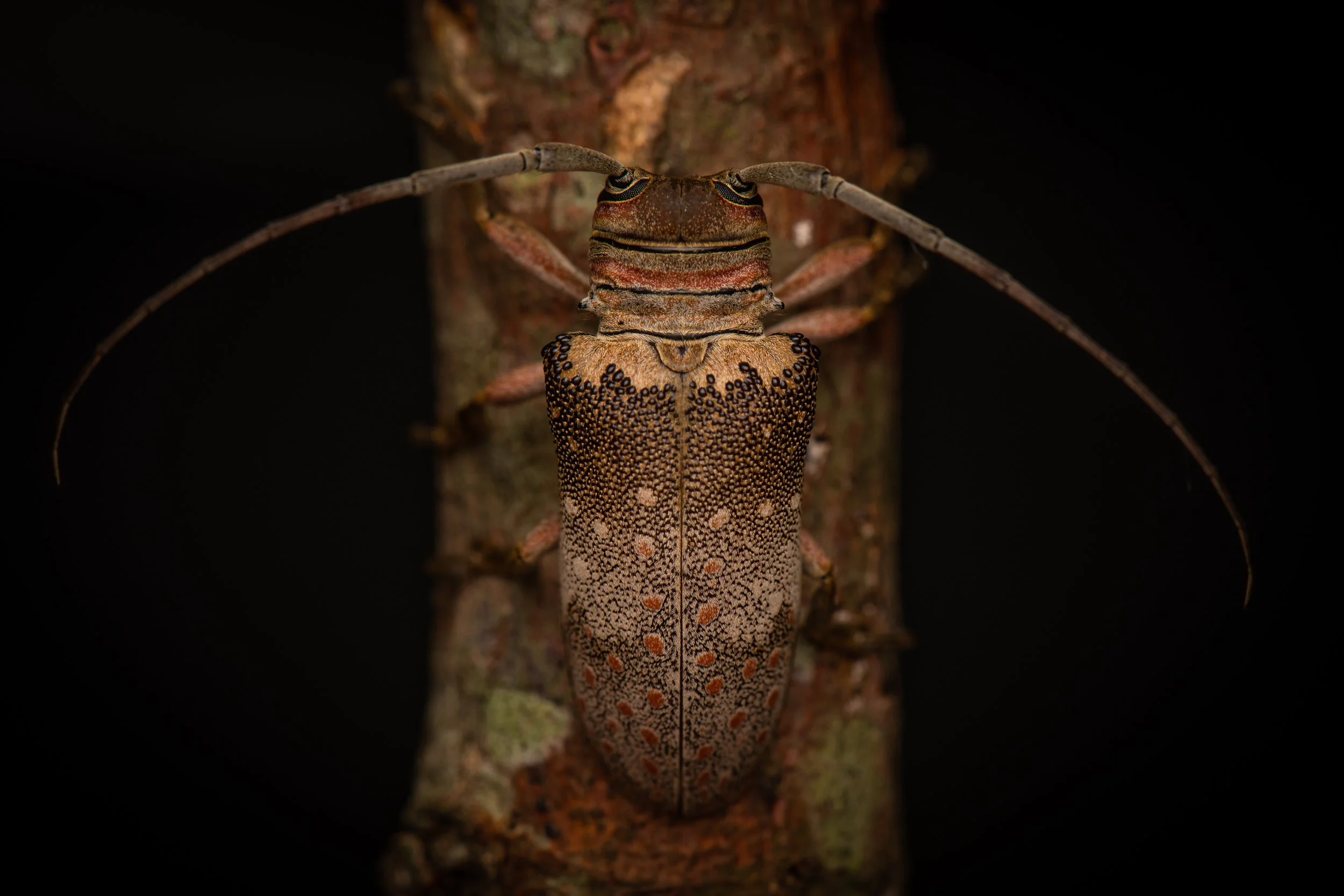 Coleoptera - 104.jpg