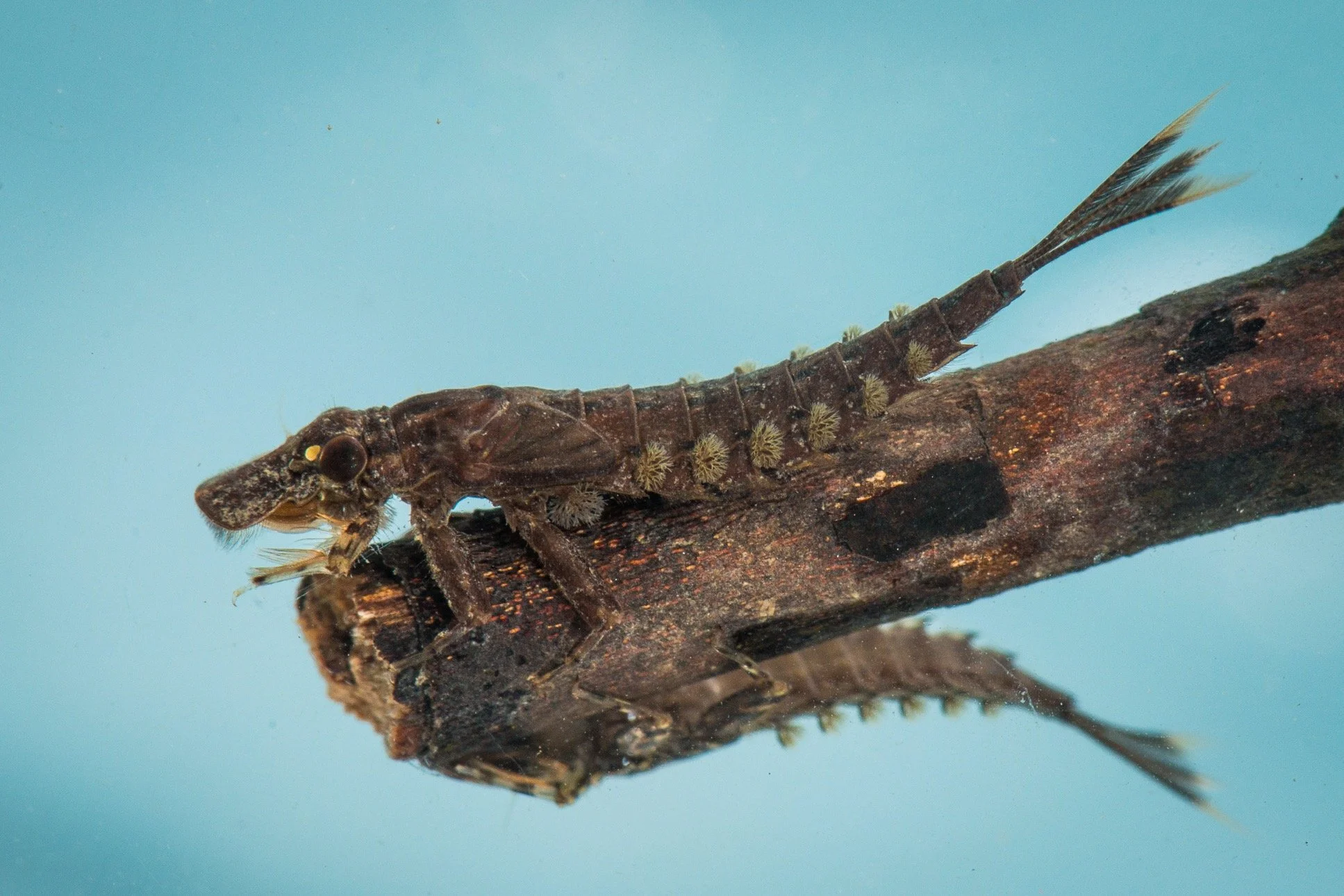 Oligoneuriidae - 4.jpeg