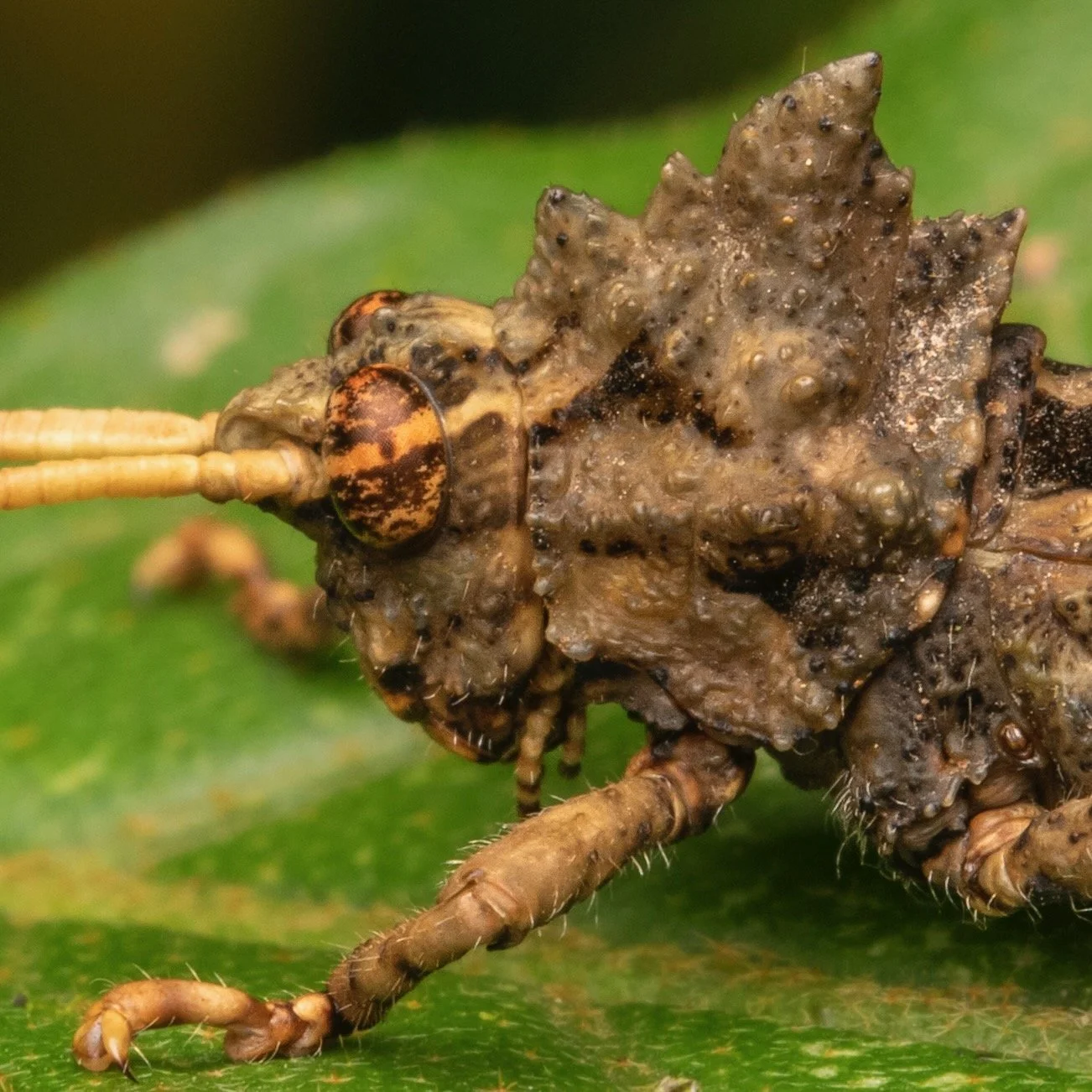 Orthoptera - 23.jpeg