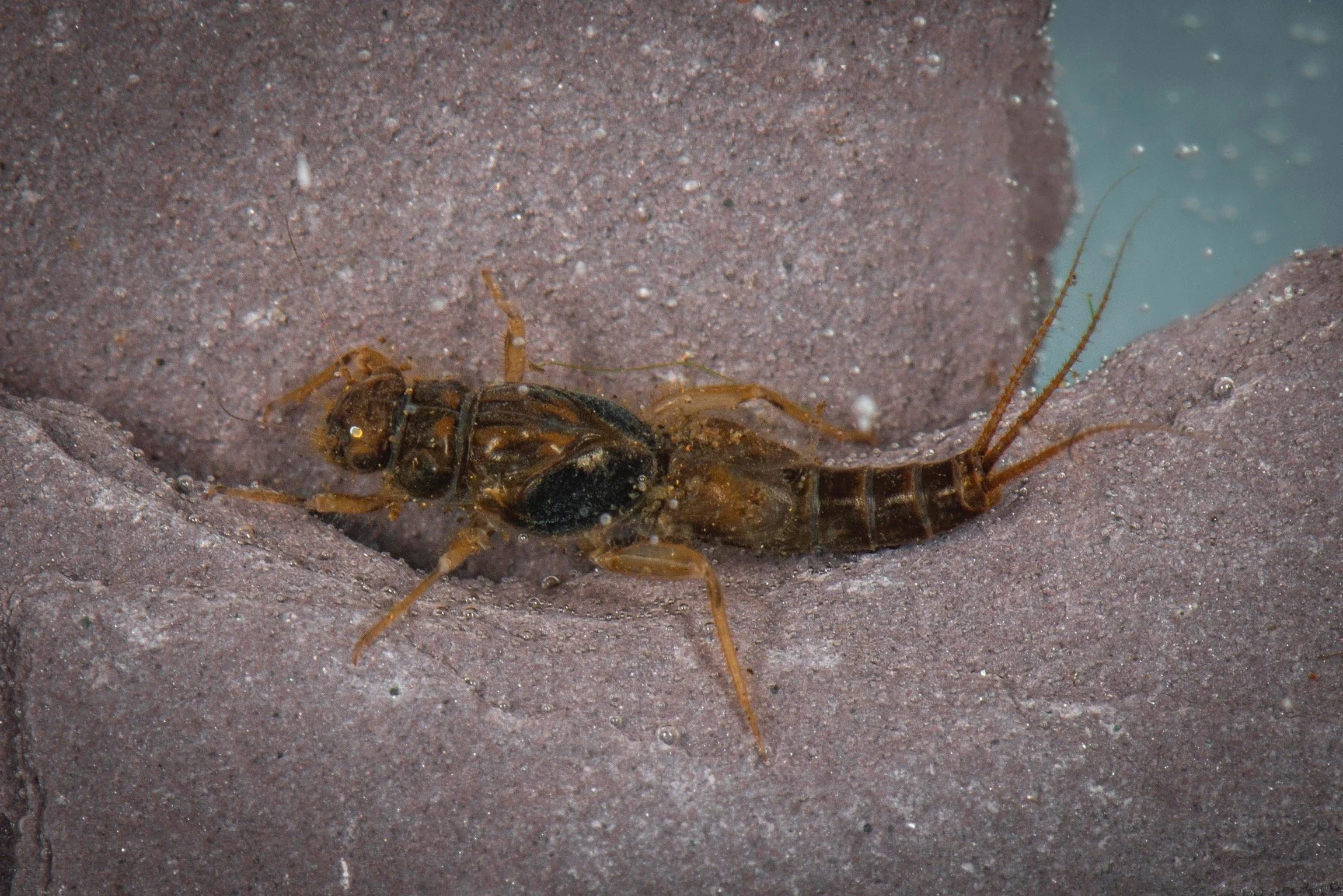 Leptohyphidae - 1.jpeg