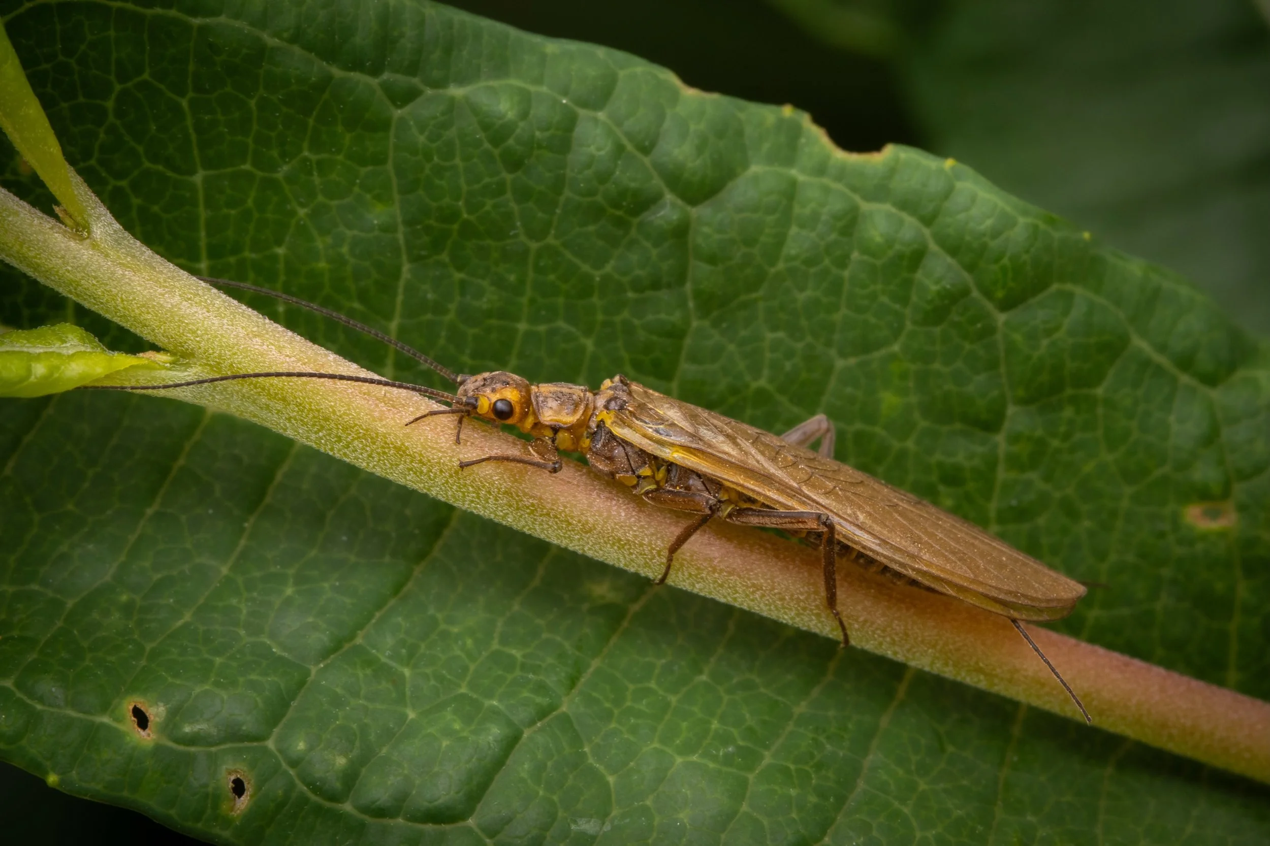 Plecoptera - 11.jpeg