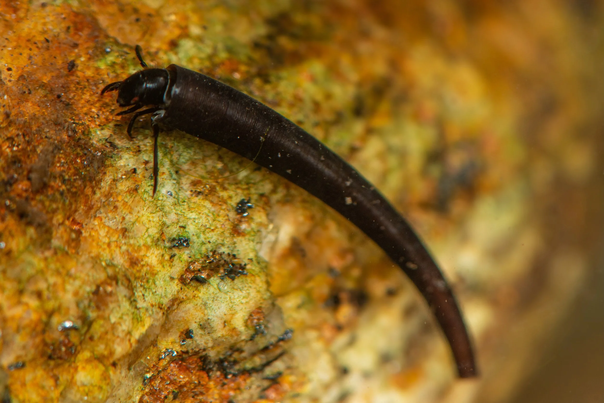 Trichoptera - 38.jpeg