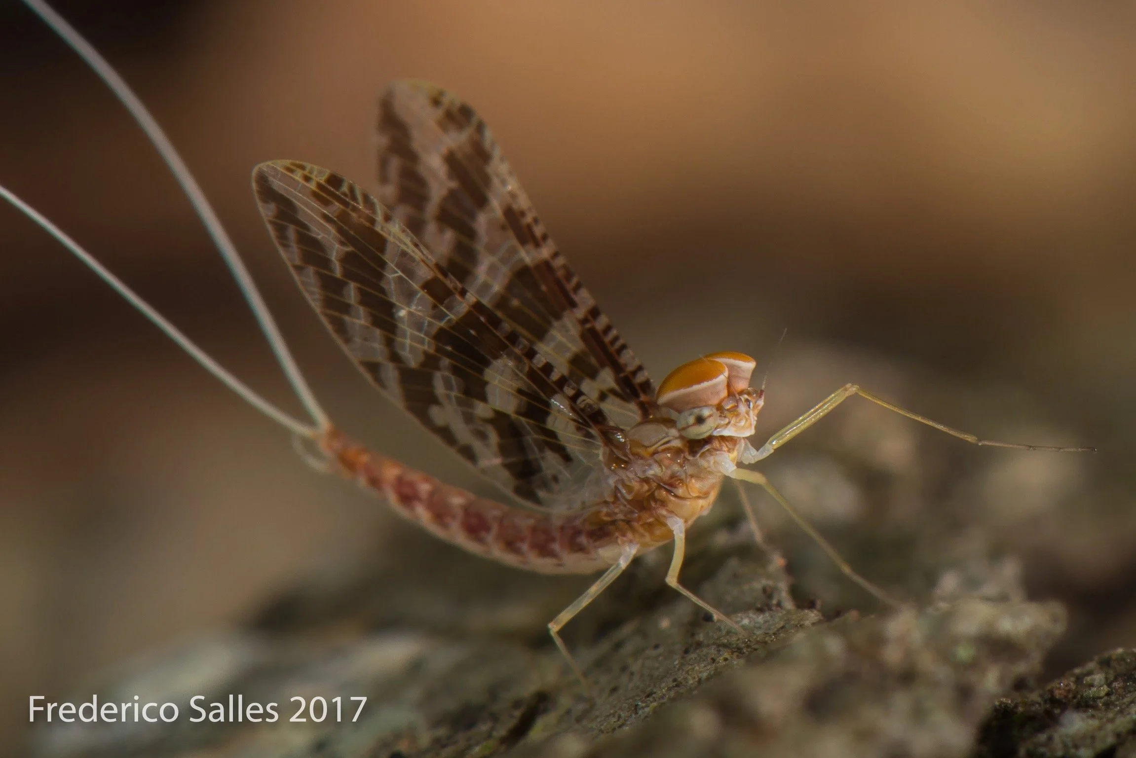 Baetidae - 12.jpeg