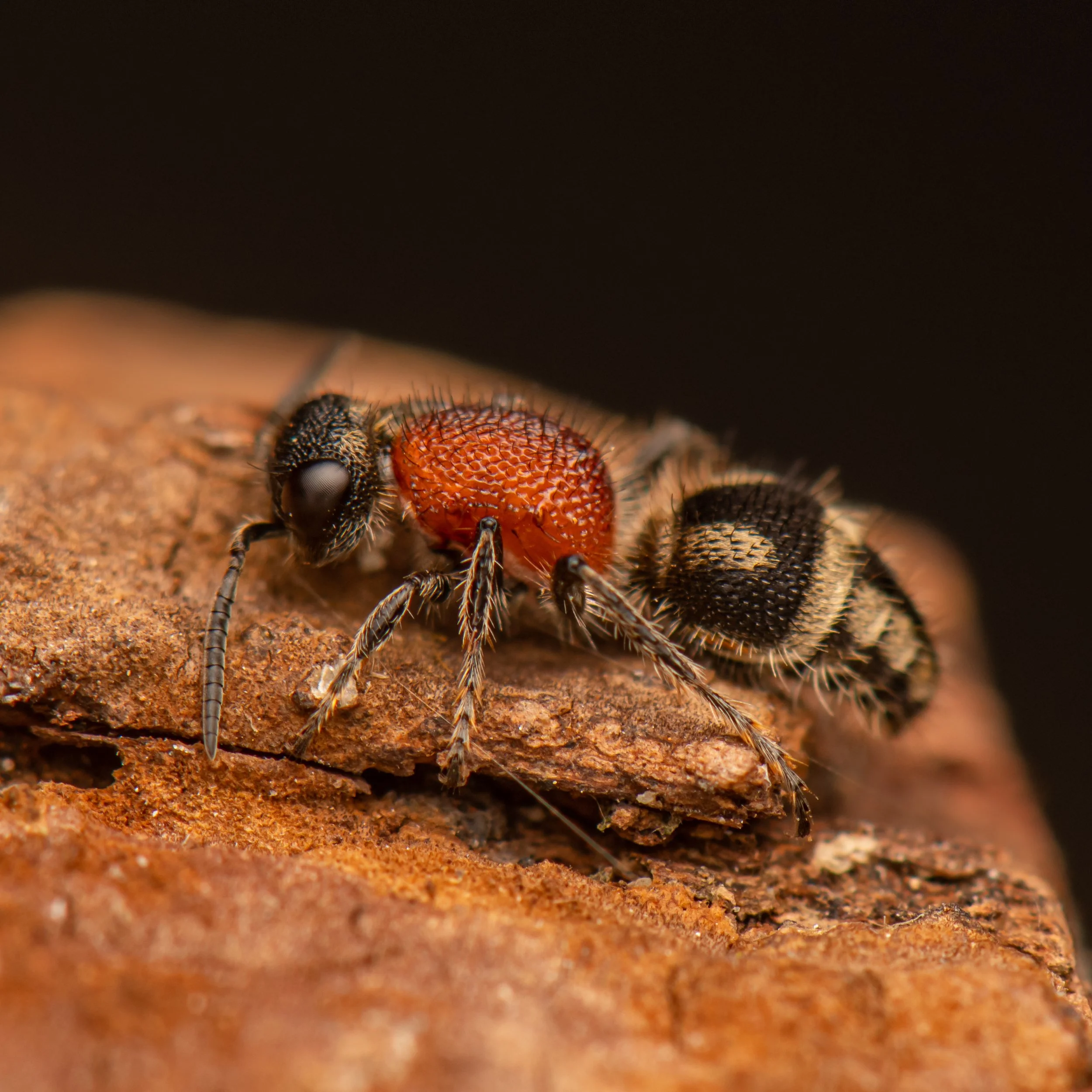 Hymenoptera - 64.jpg