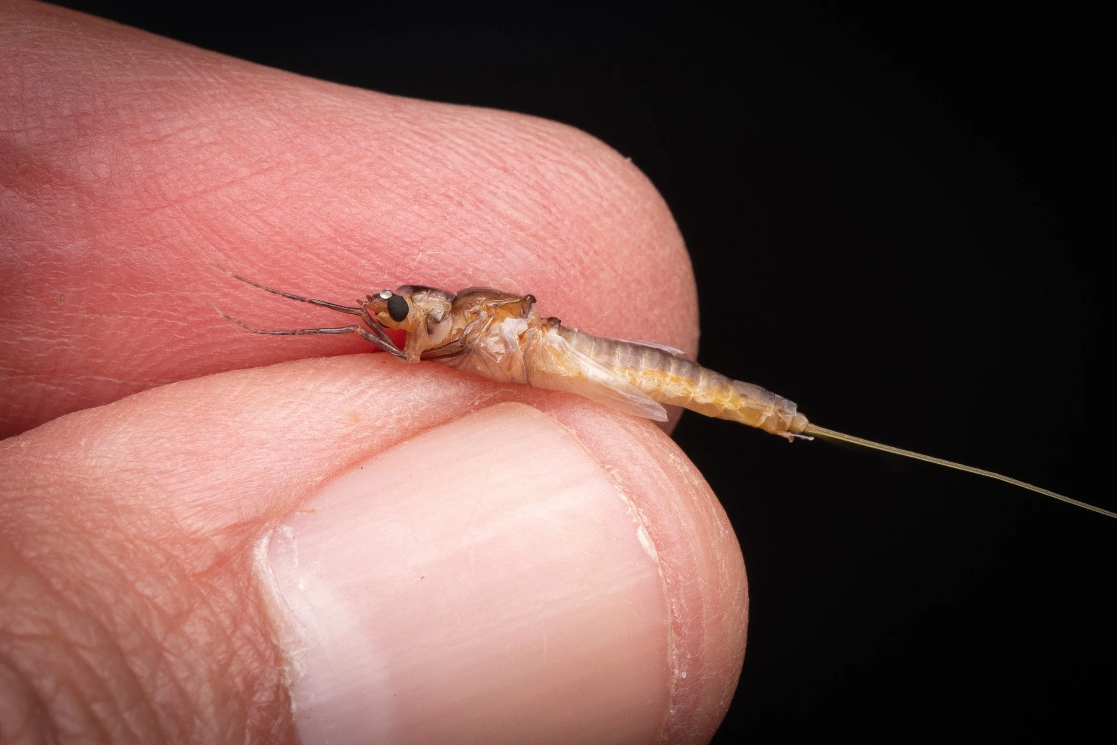 Polymitarcyidae - 6.jpeg