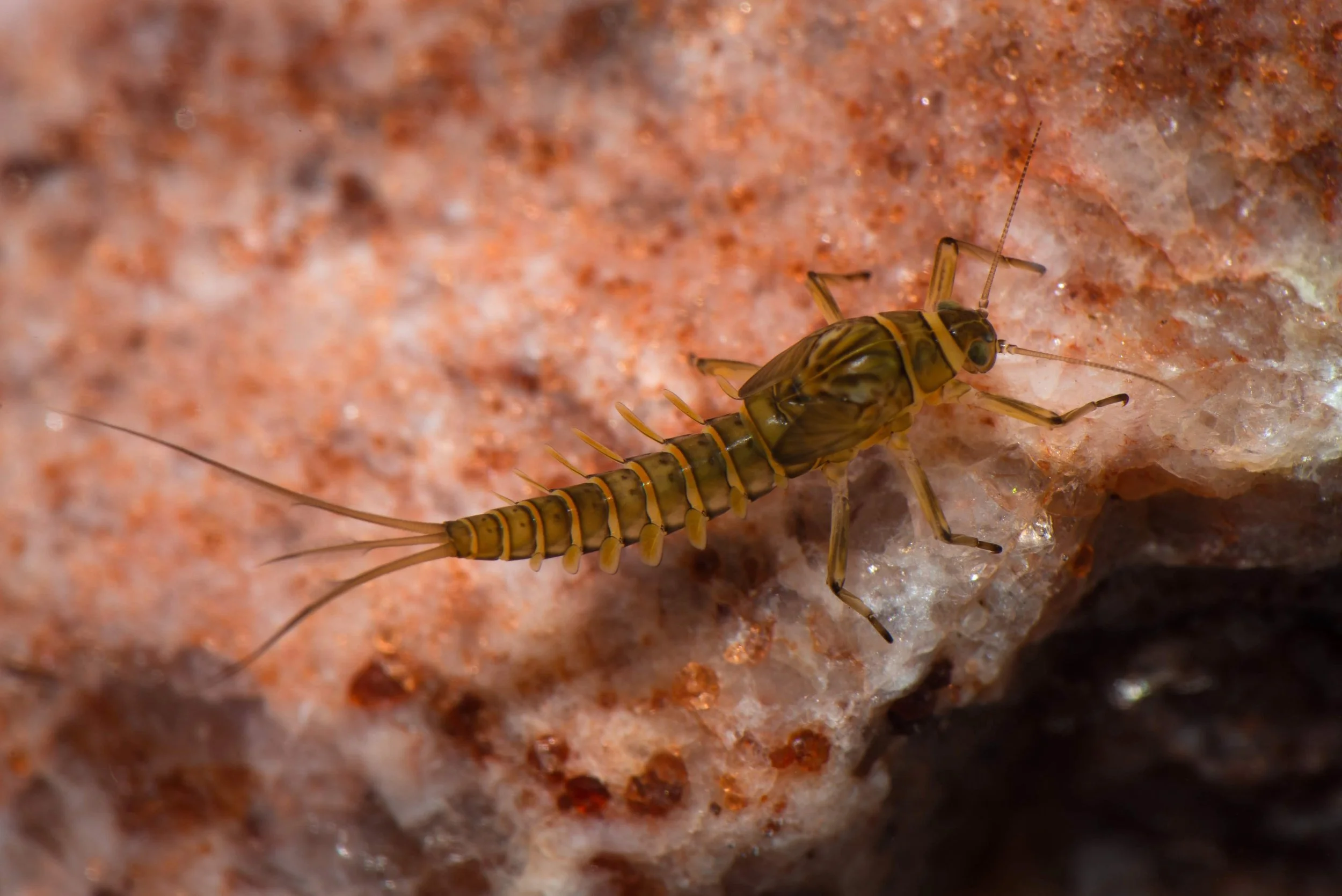 Baetidae - 28 (1).jpeg