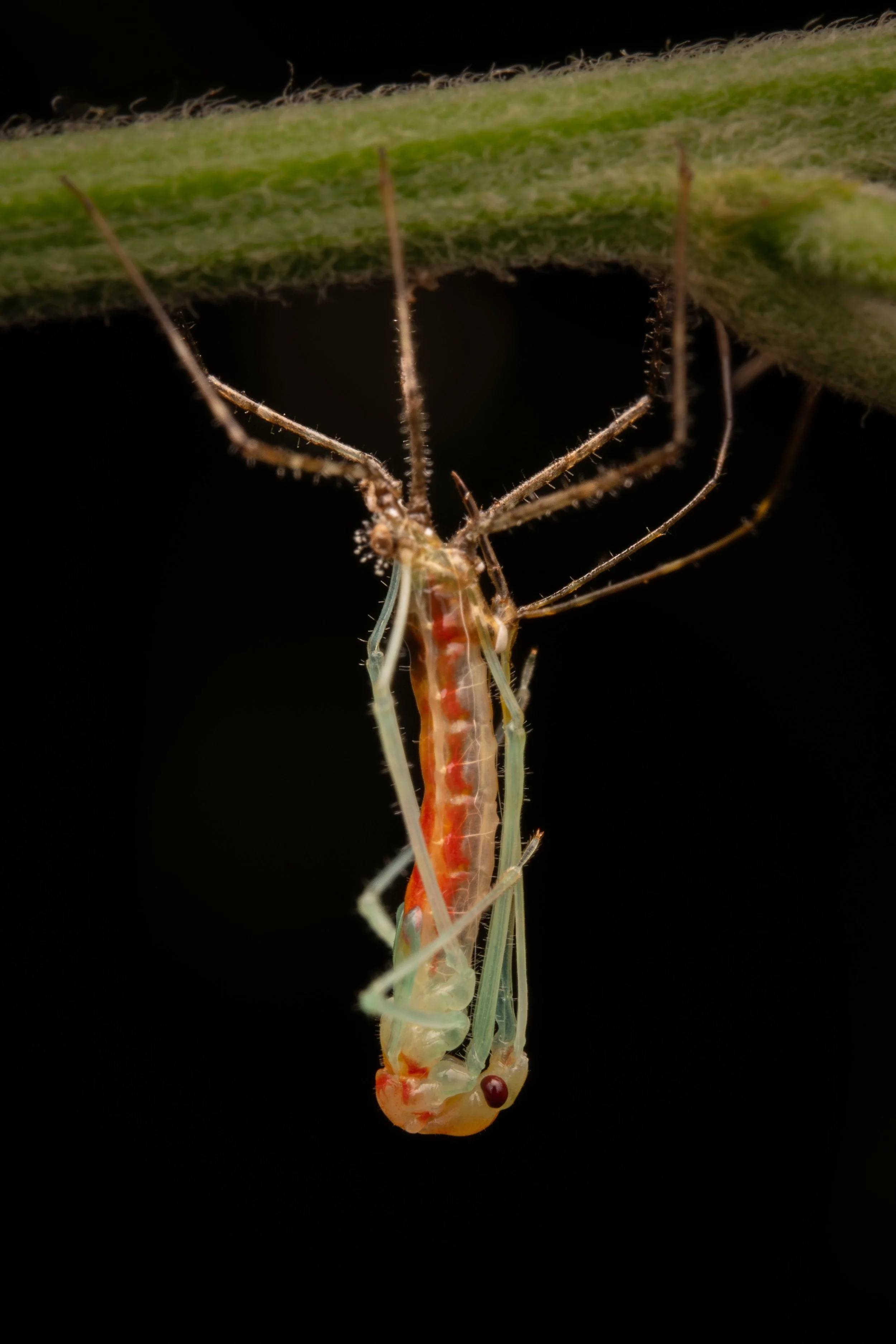 Mata_do_Paraíso - 15.jpeg