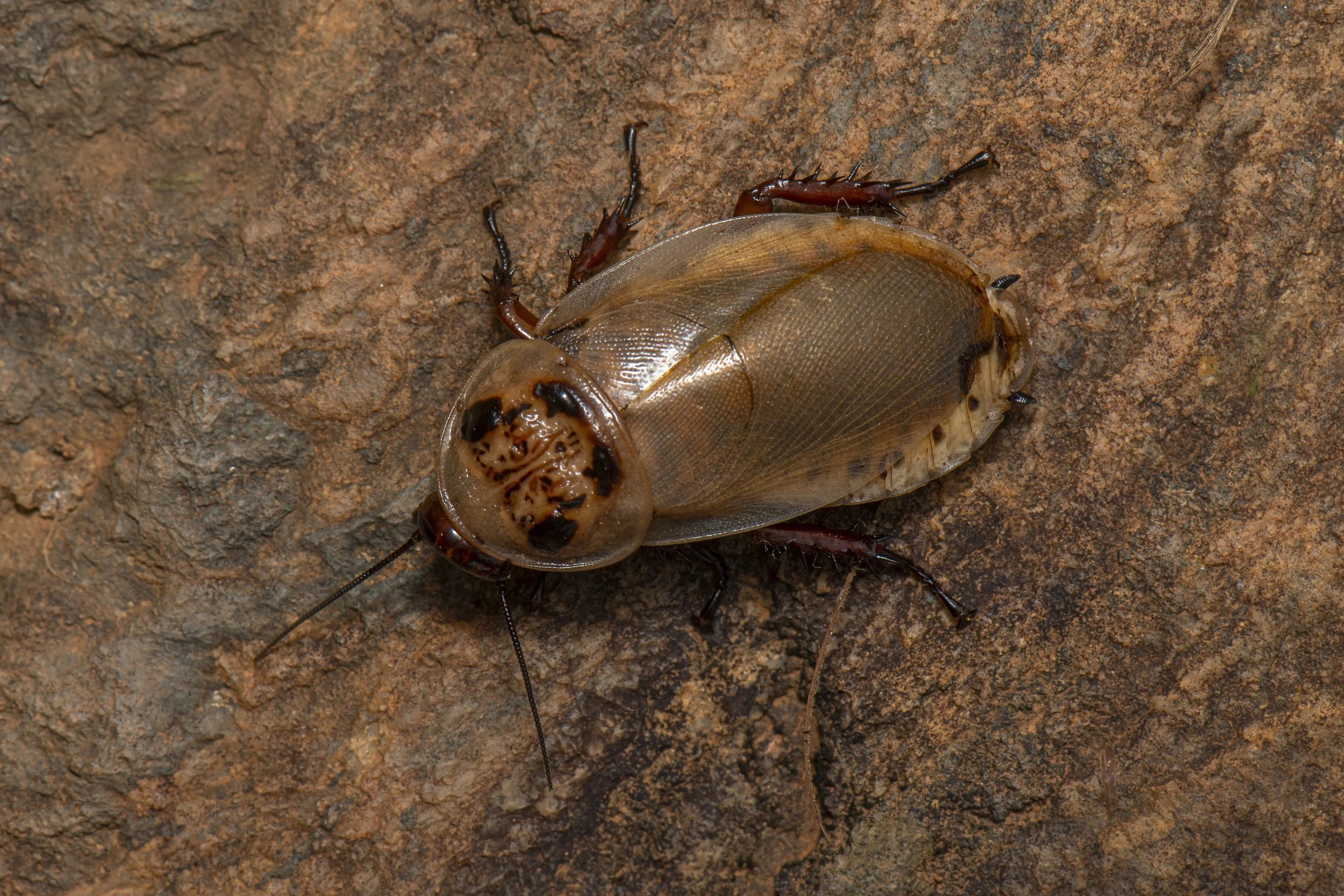 Blattodea - 32.JPG