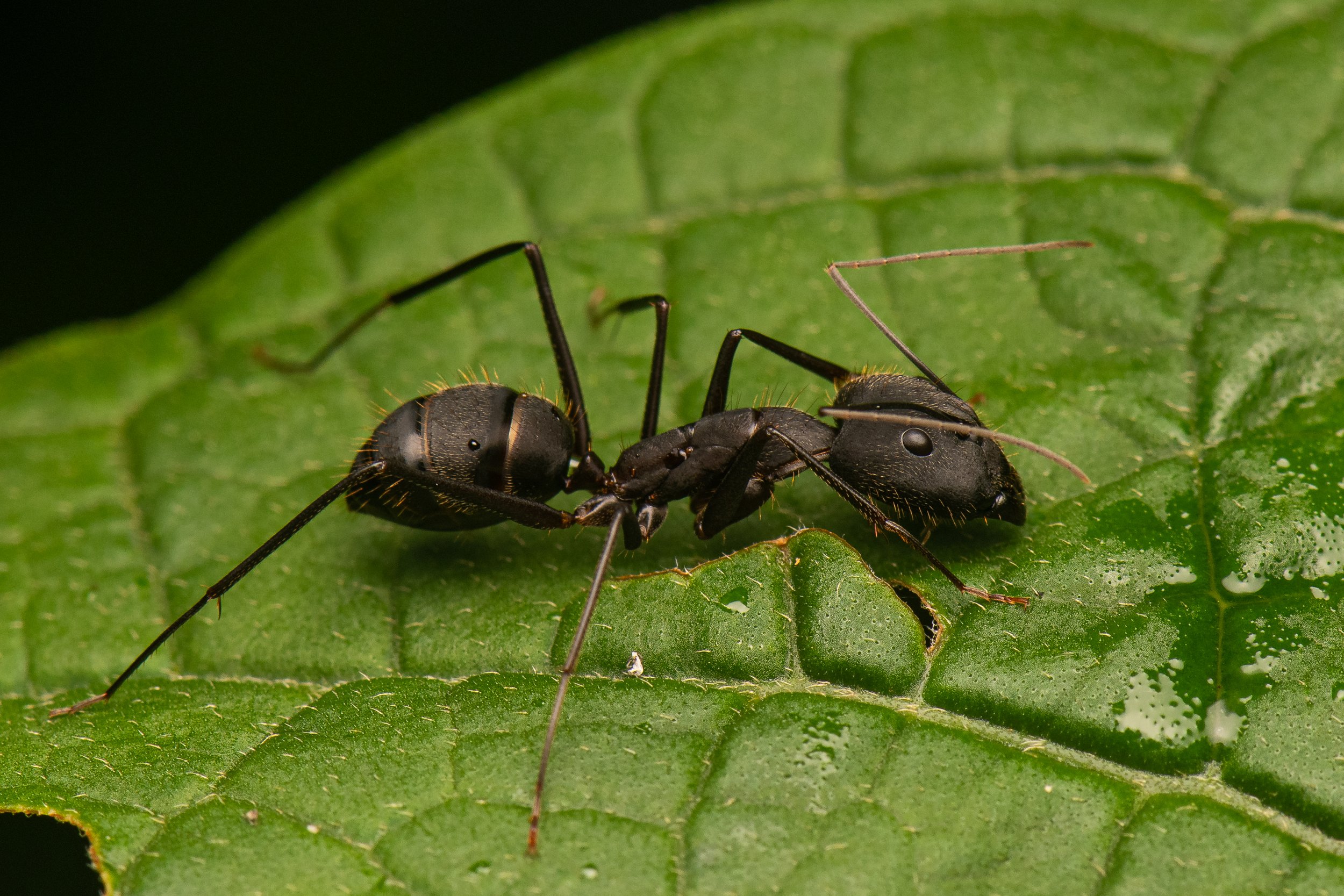 Hymenoptera - 62.jpg