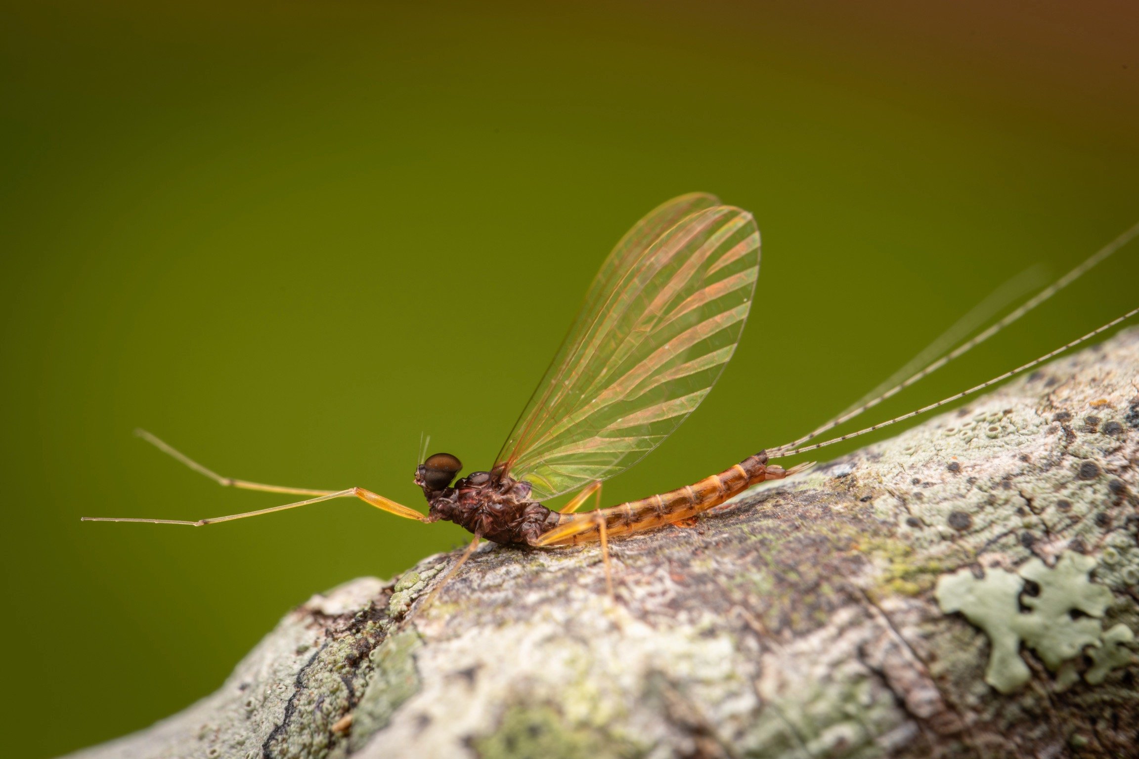 Leptophlebiidae - 70.jpeg