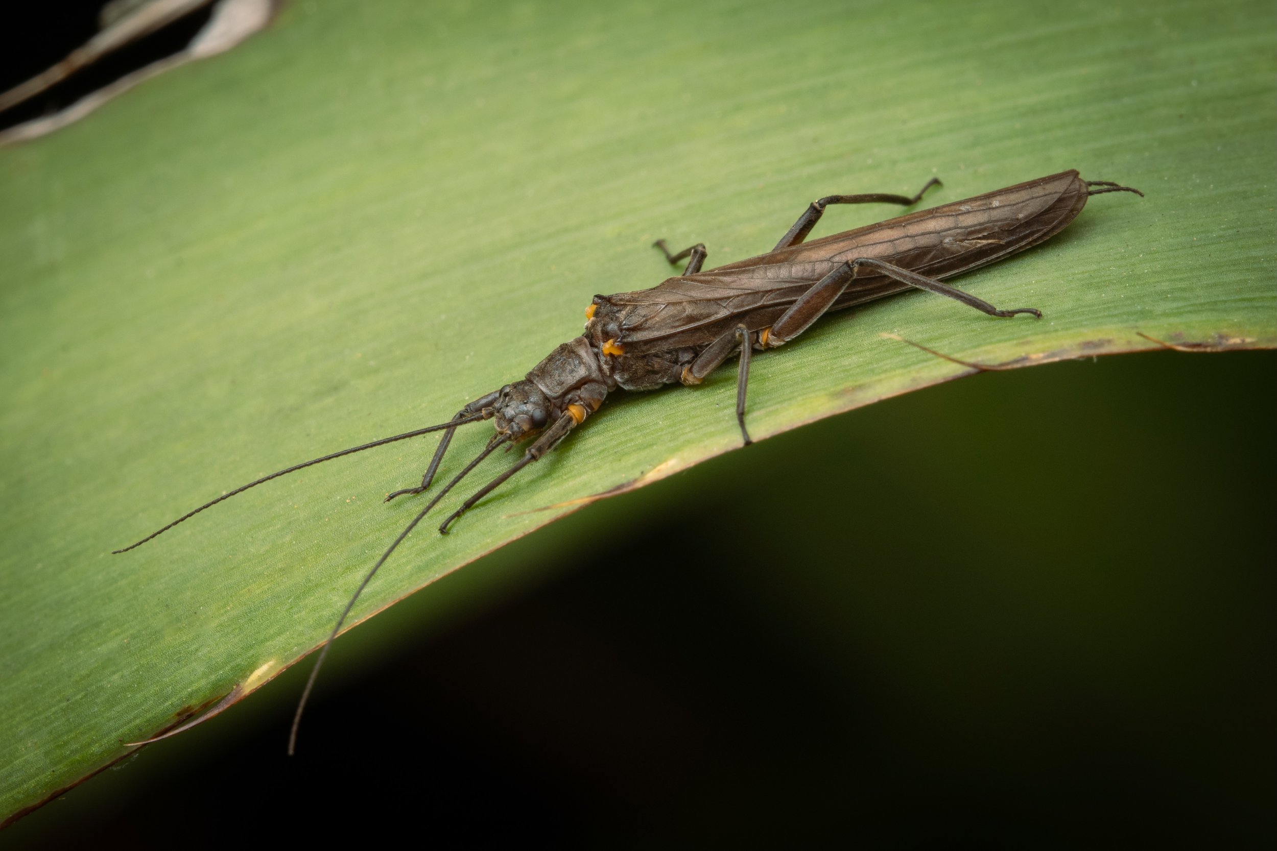 Plecoptera - 3.jpeg