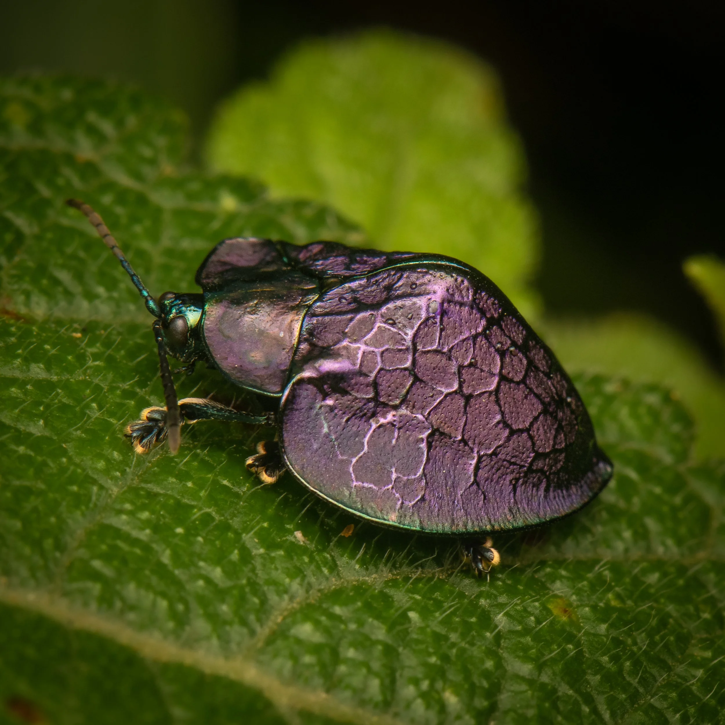 Coleoptera - 87.jpg