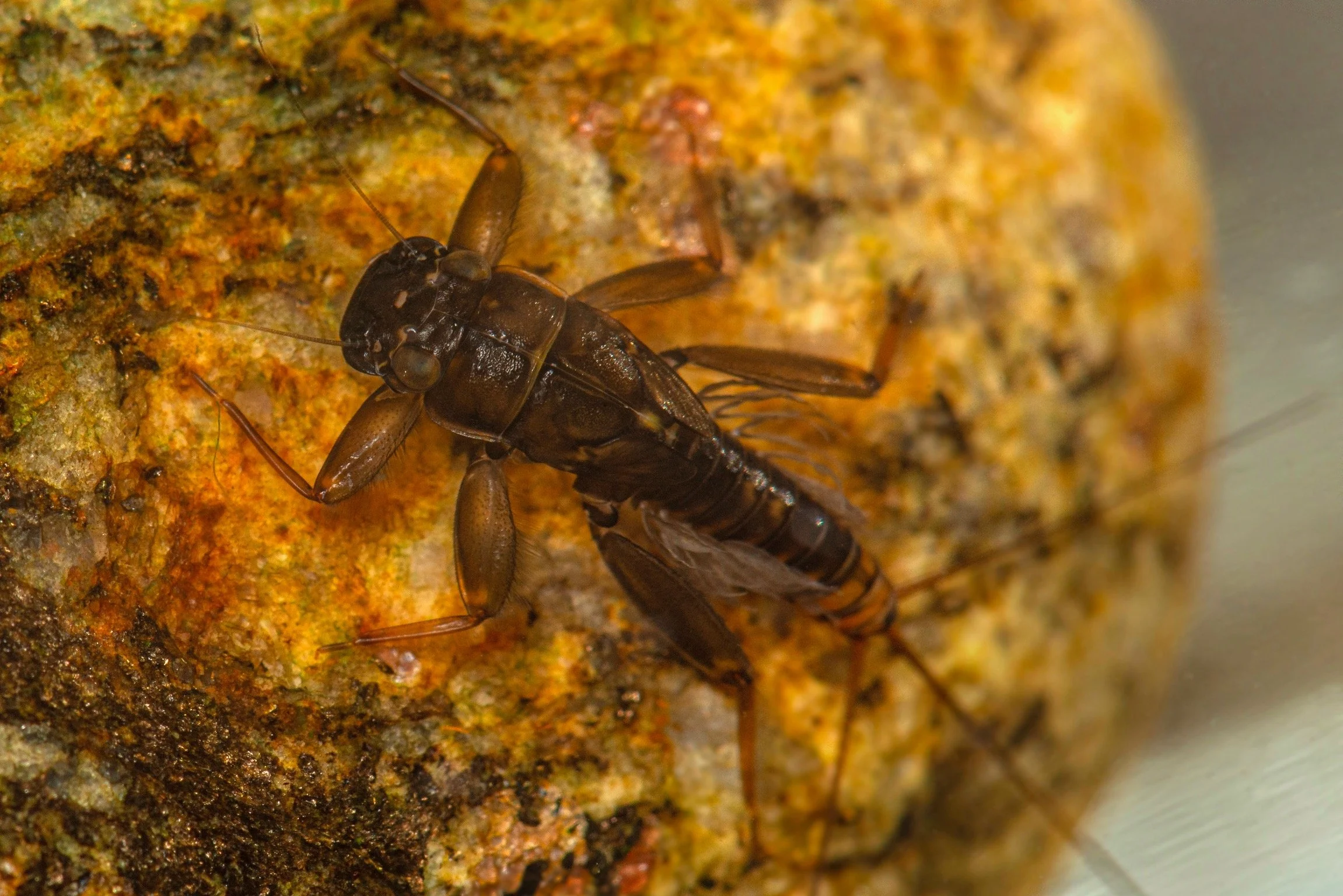 Leptophlebiidae - 39.jpeg