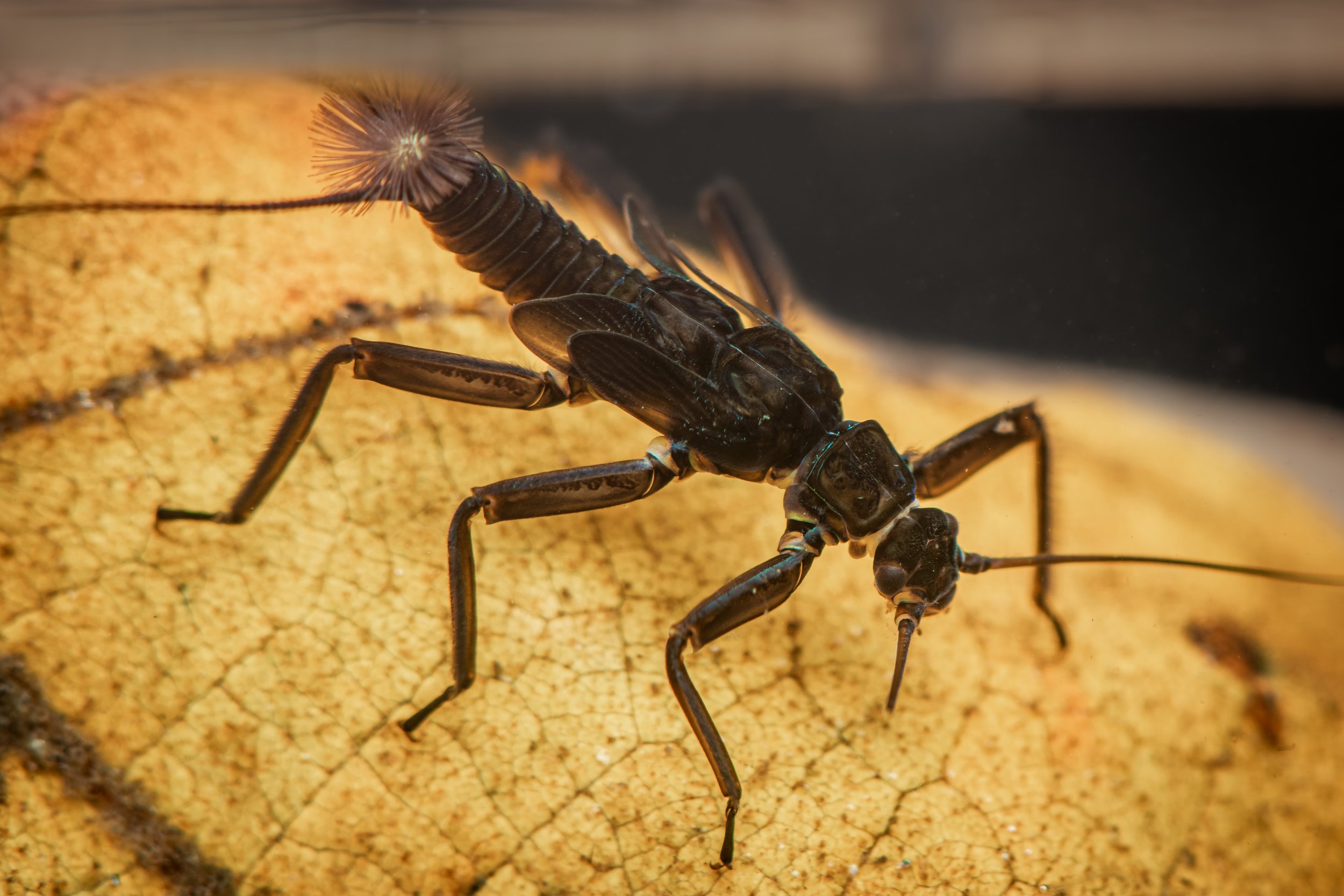 Plecoptera - 94.jpeg