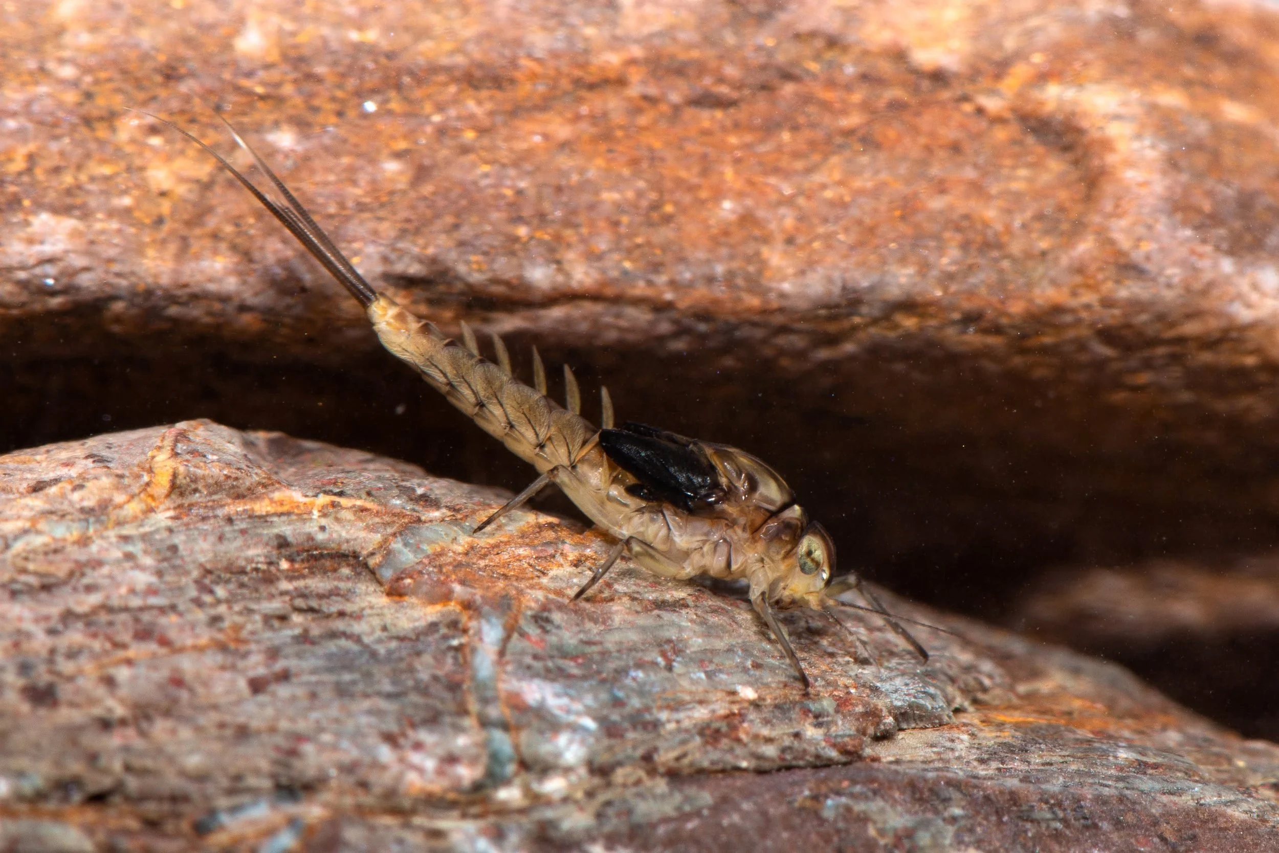 Baetidae - 2 (1).jpeg