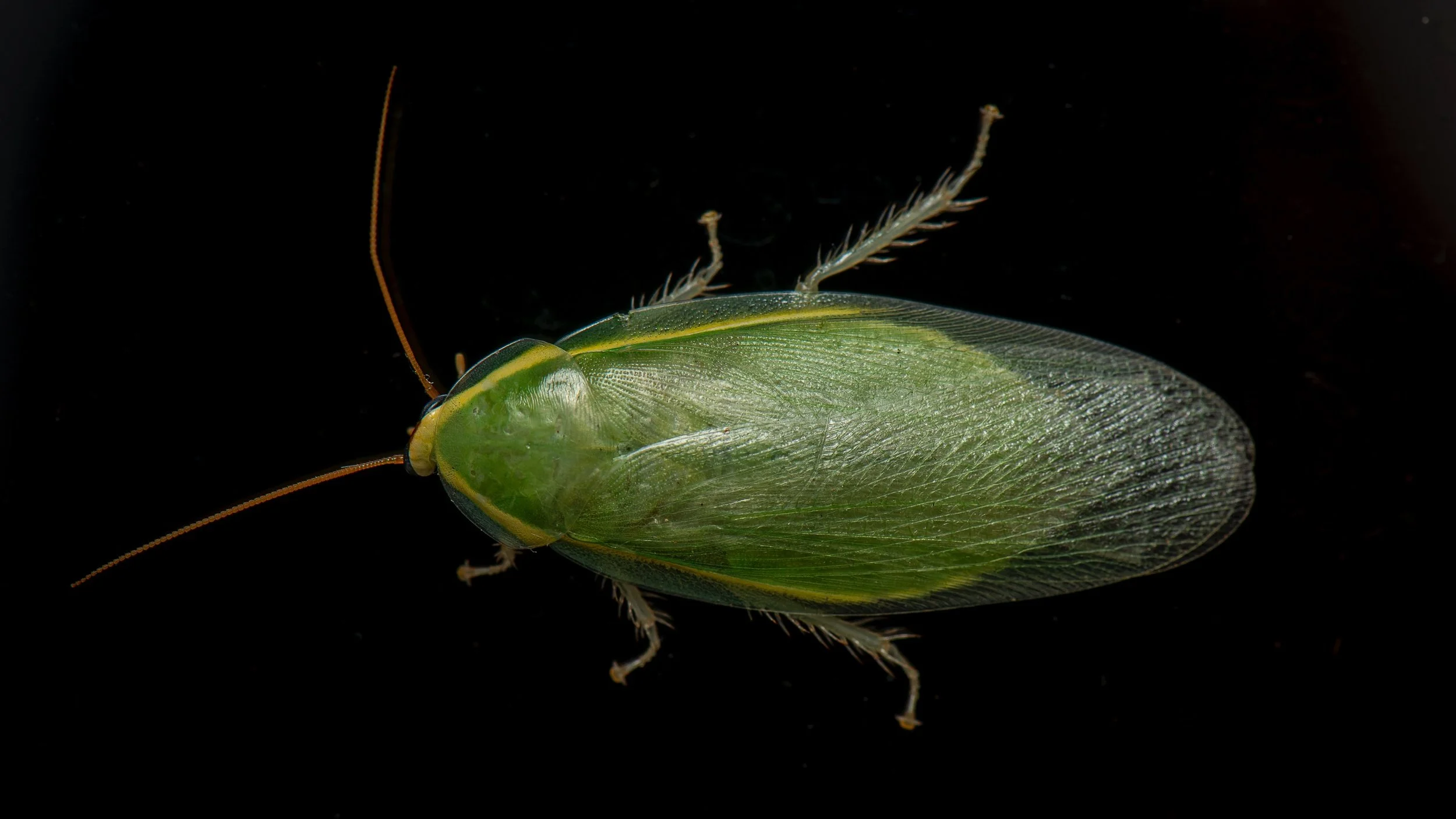 BLATTODEA