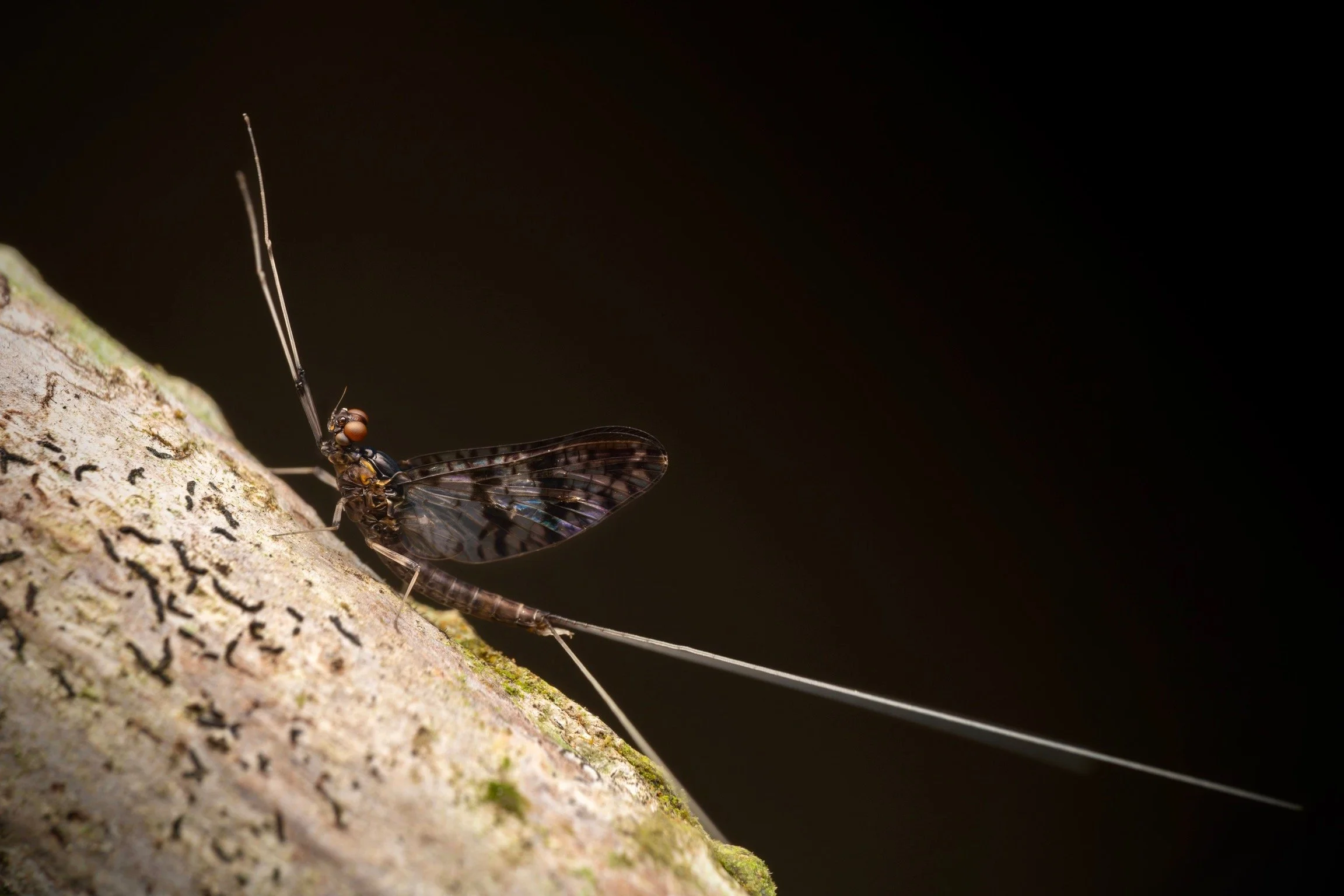 Leptophlebiidae - 80.jpeg