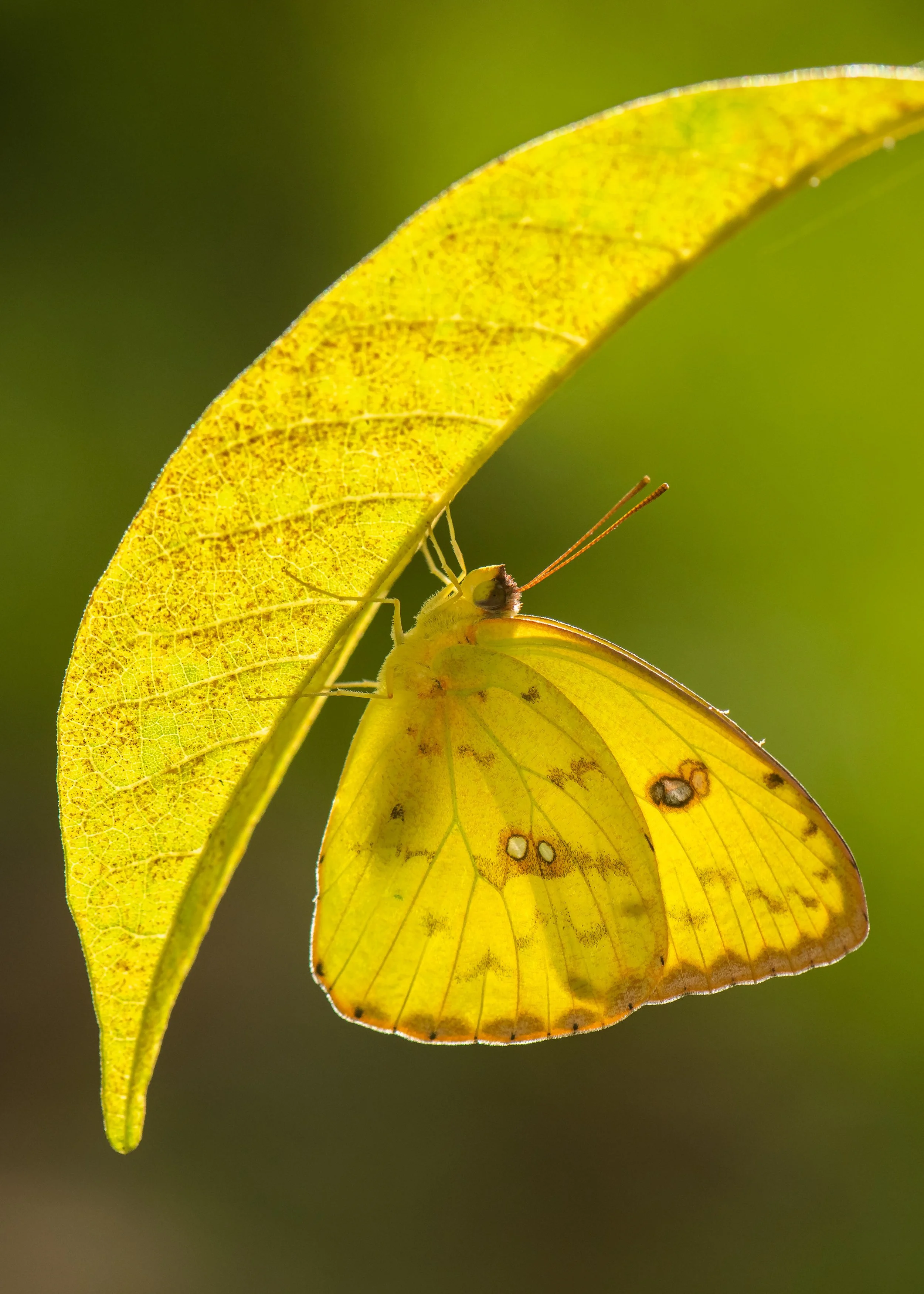 Lepidoptera - 54.jpg