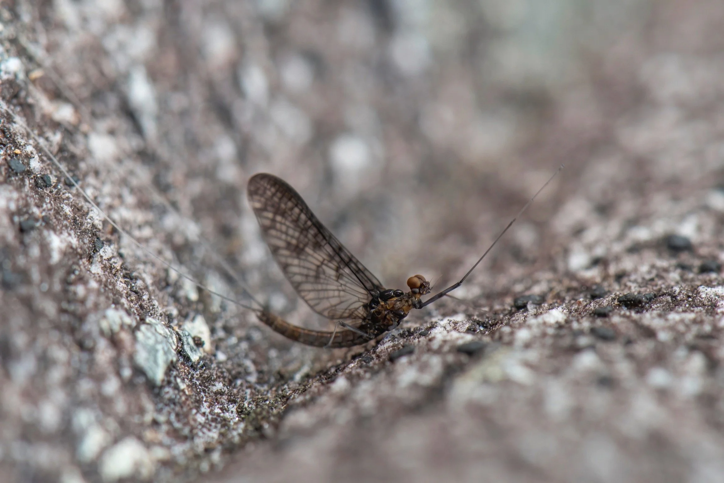 Leptophlebiidae - 34.jpeg