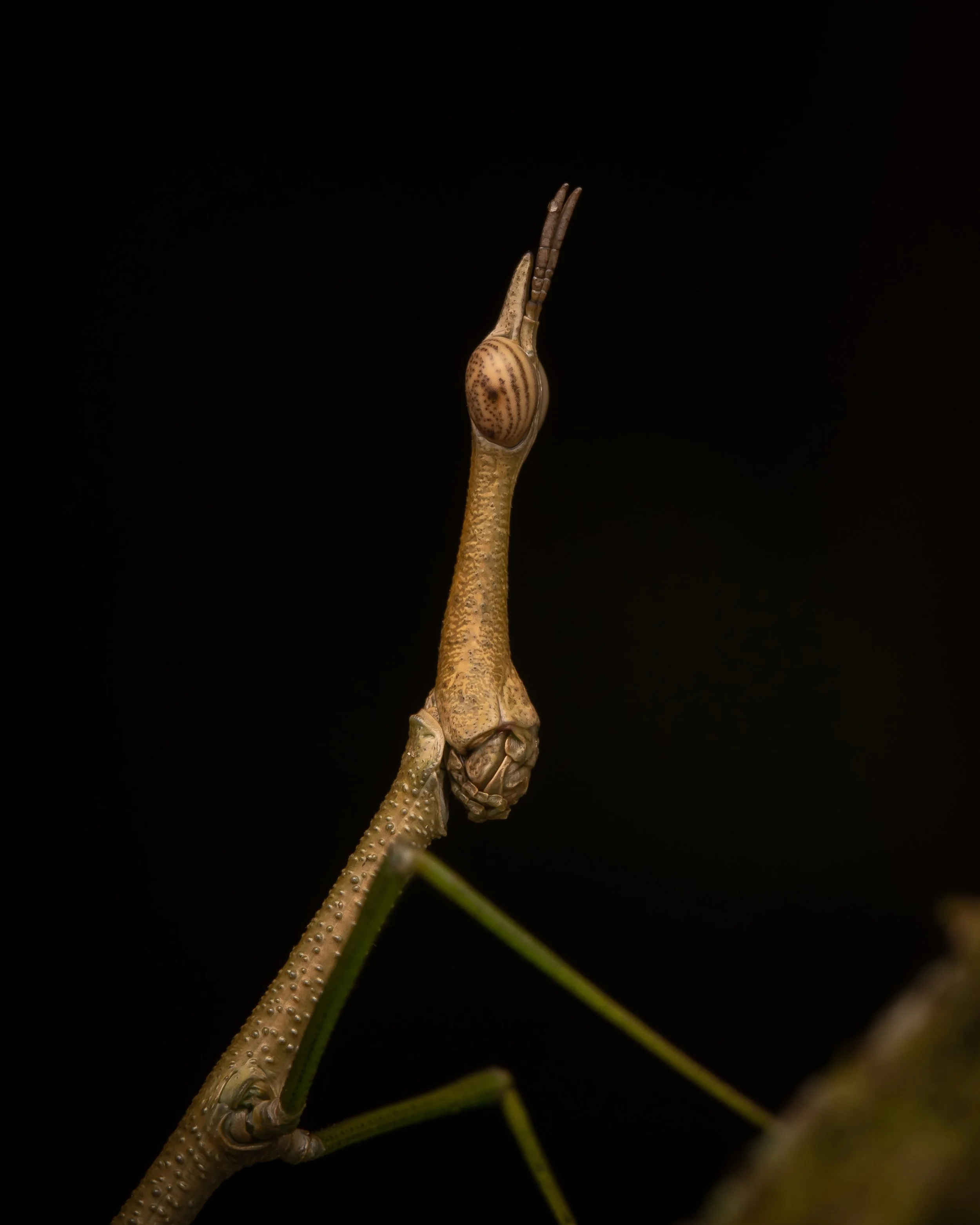 Orthoptera - 42.jpeg