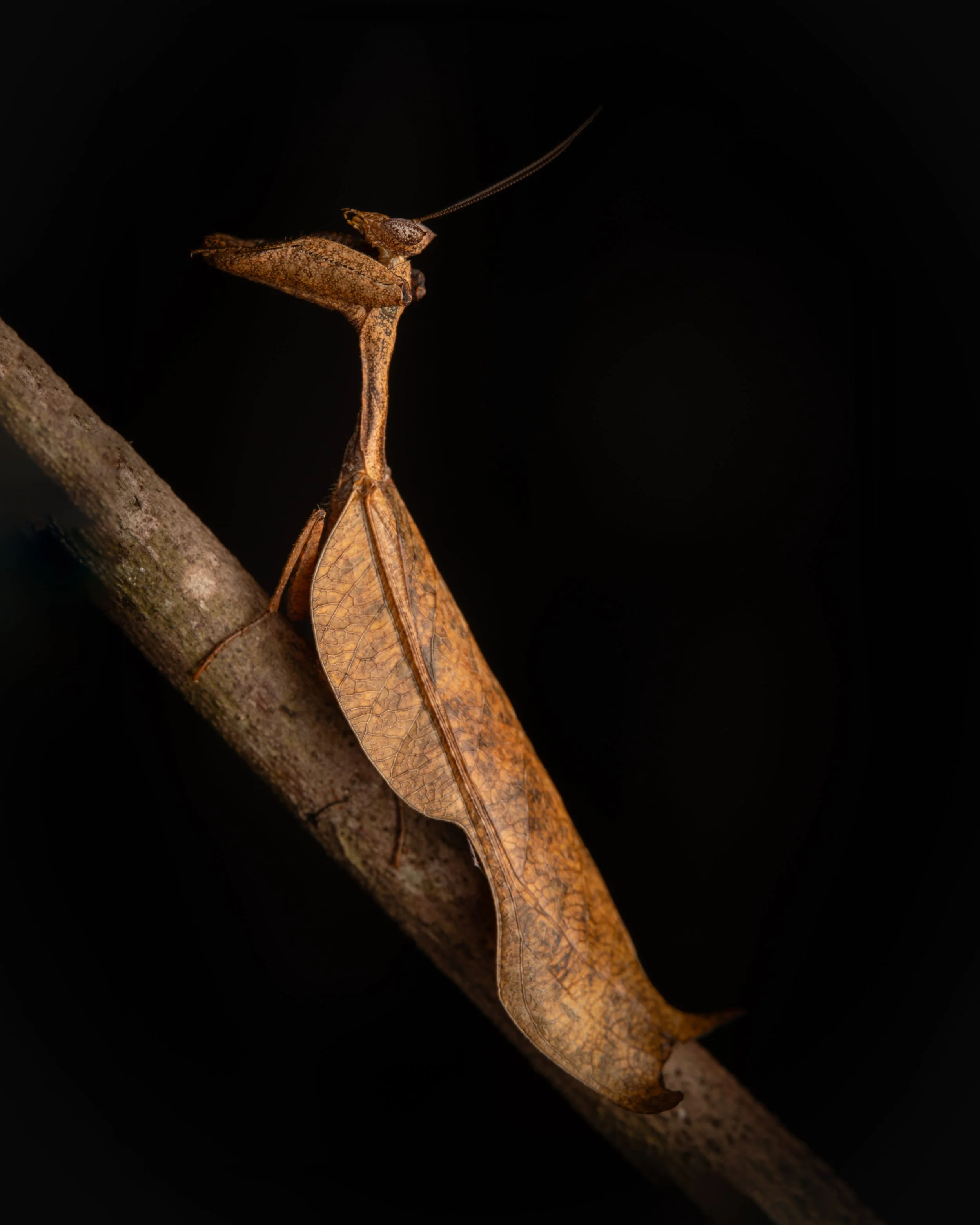 Mantodea - 8.jpg