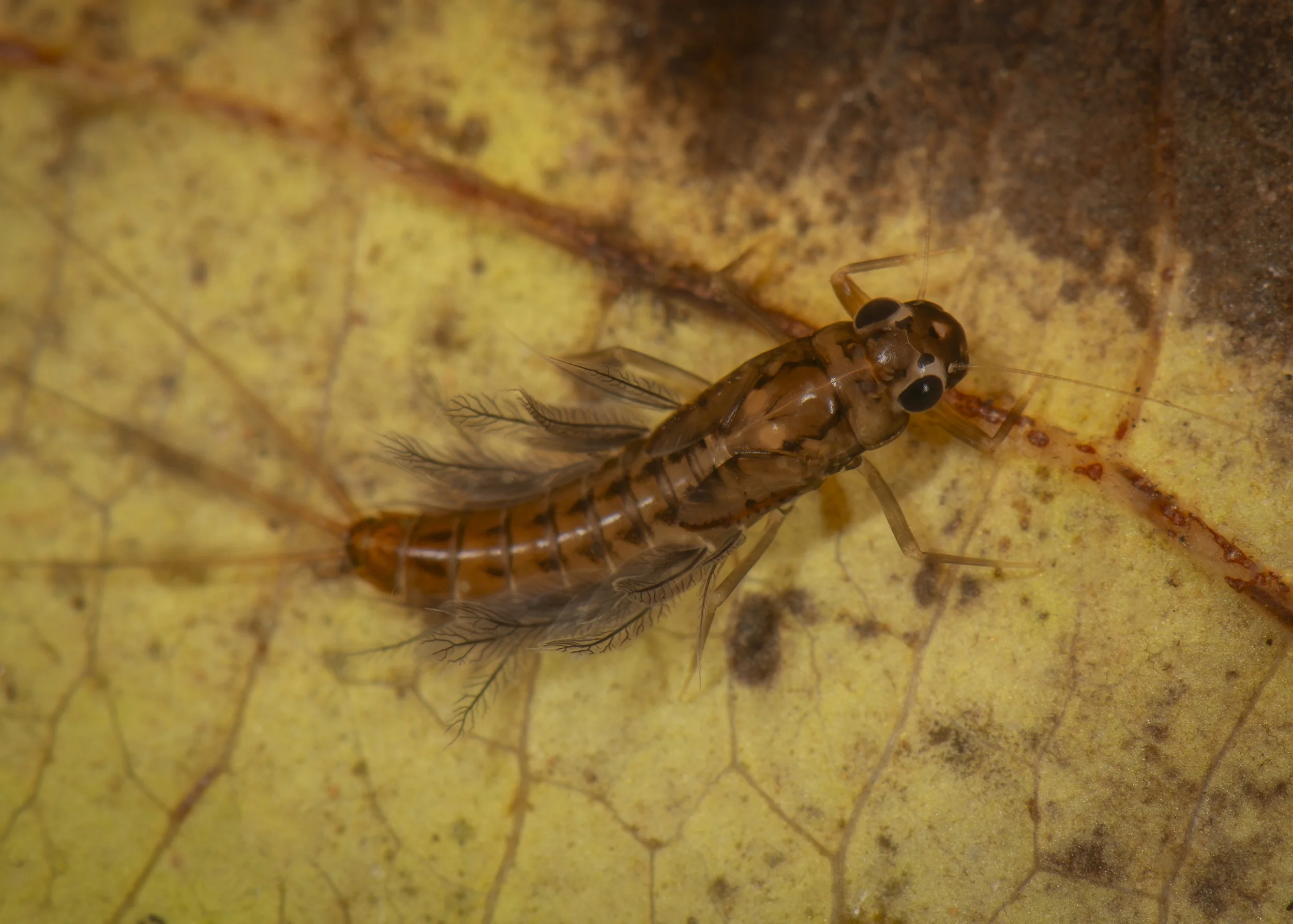 Ephemeroptera - 58.jpg