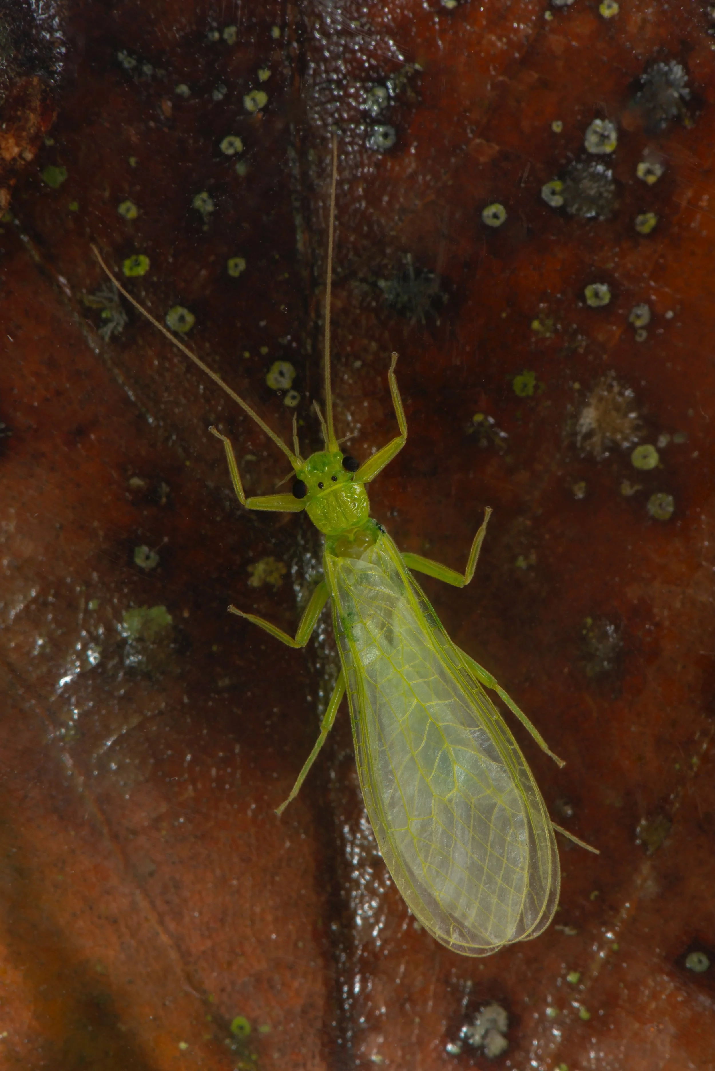 Plecoptera - 107.jpeg