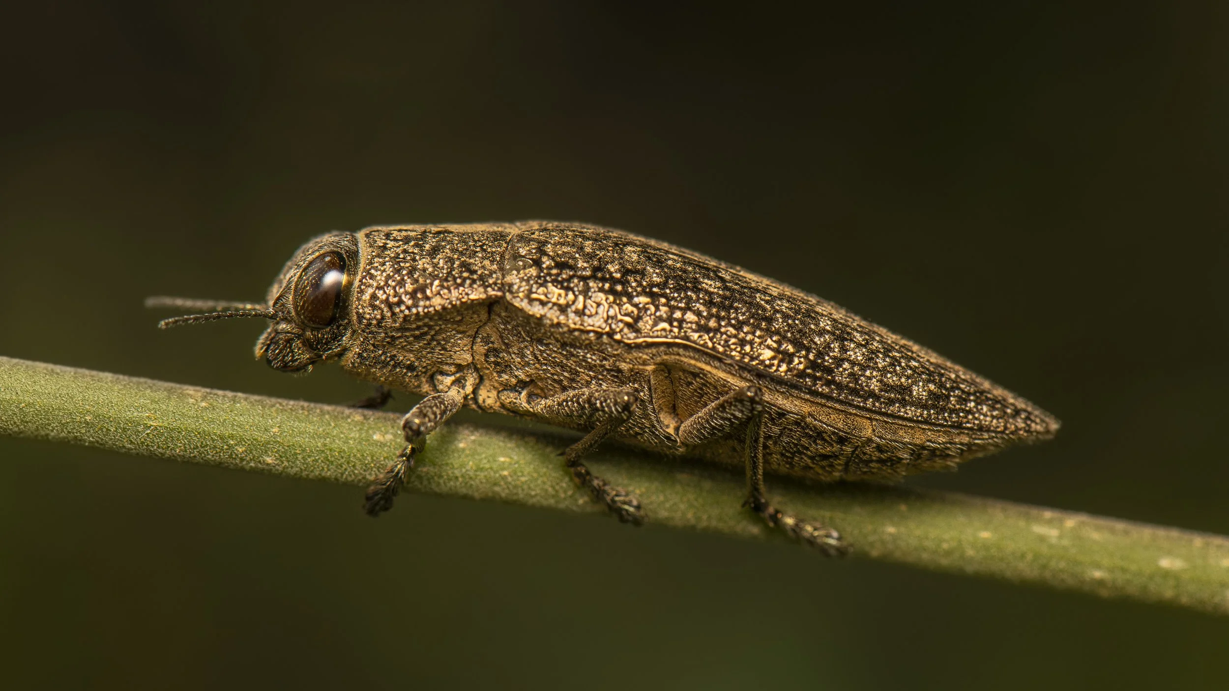 Coleoptera - 123.JPG
