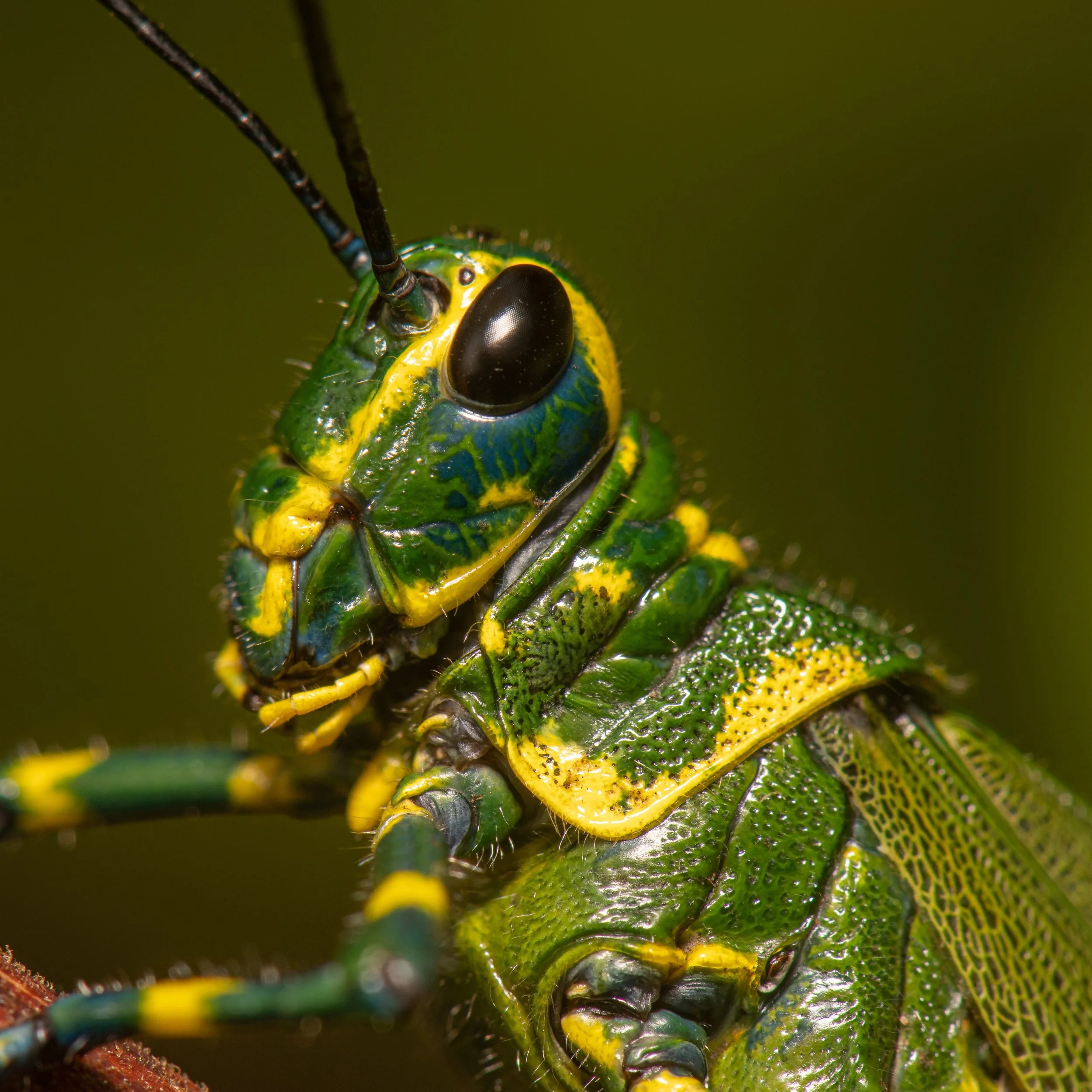 Orthoptera - 78.jpeg