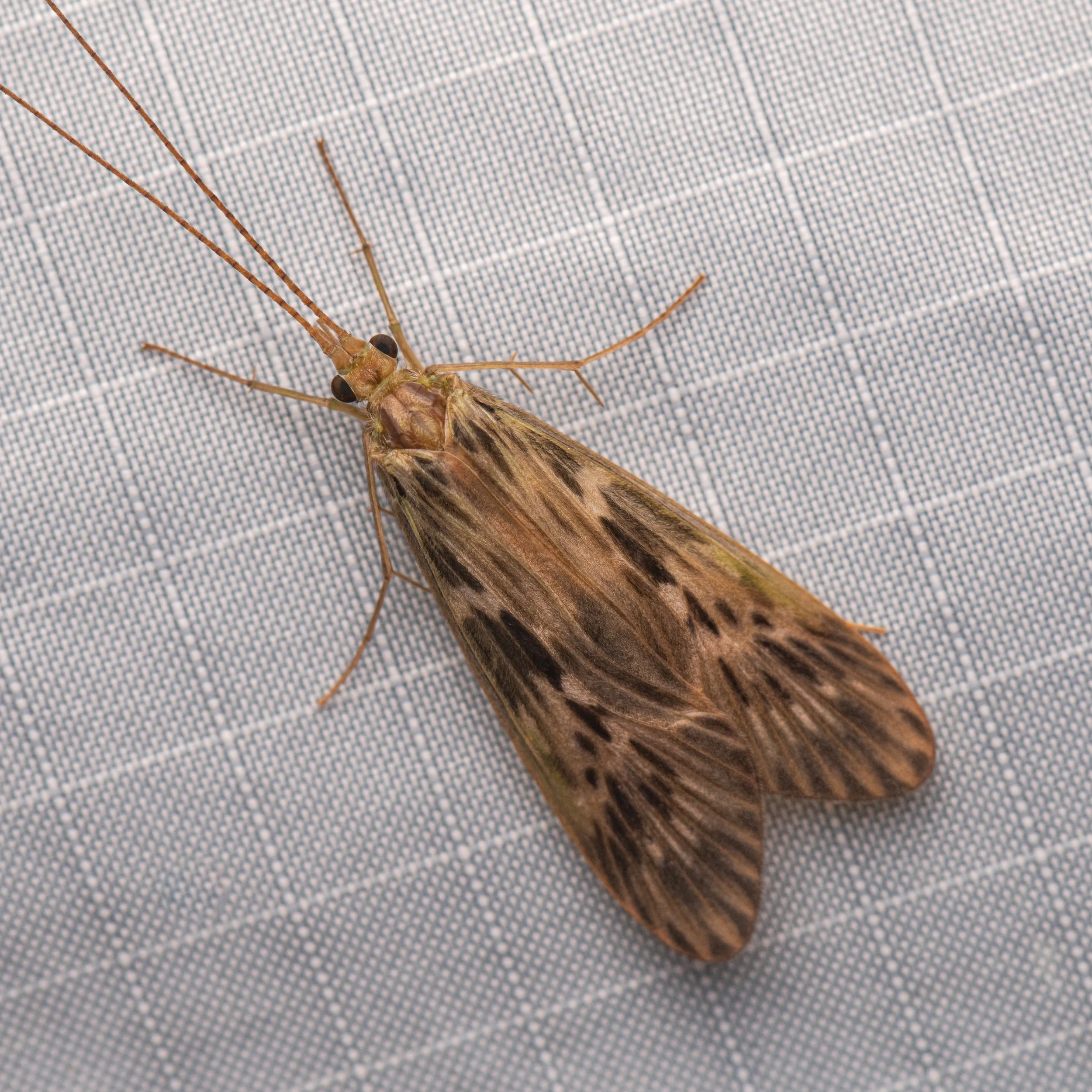 Trichoptera - 33.jpeg