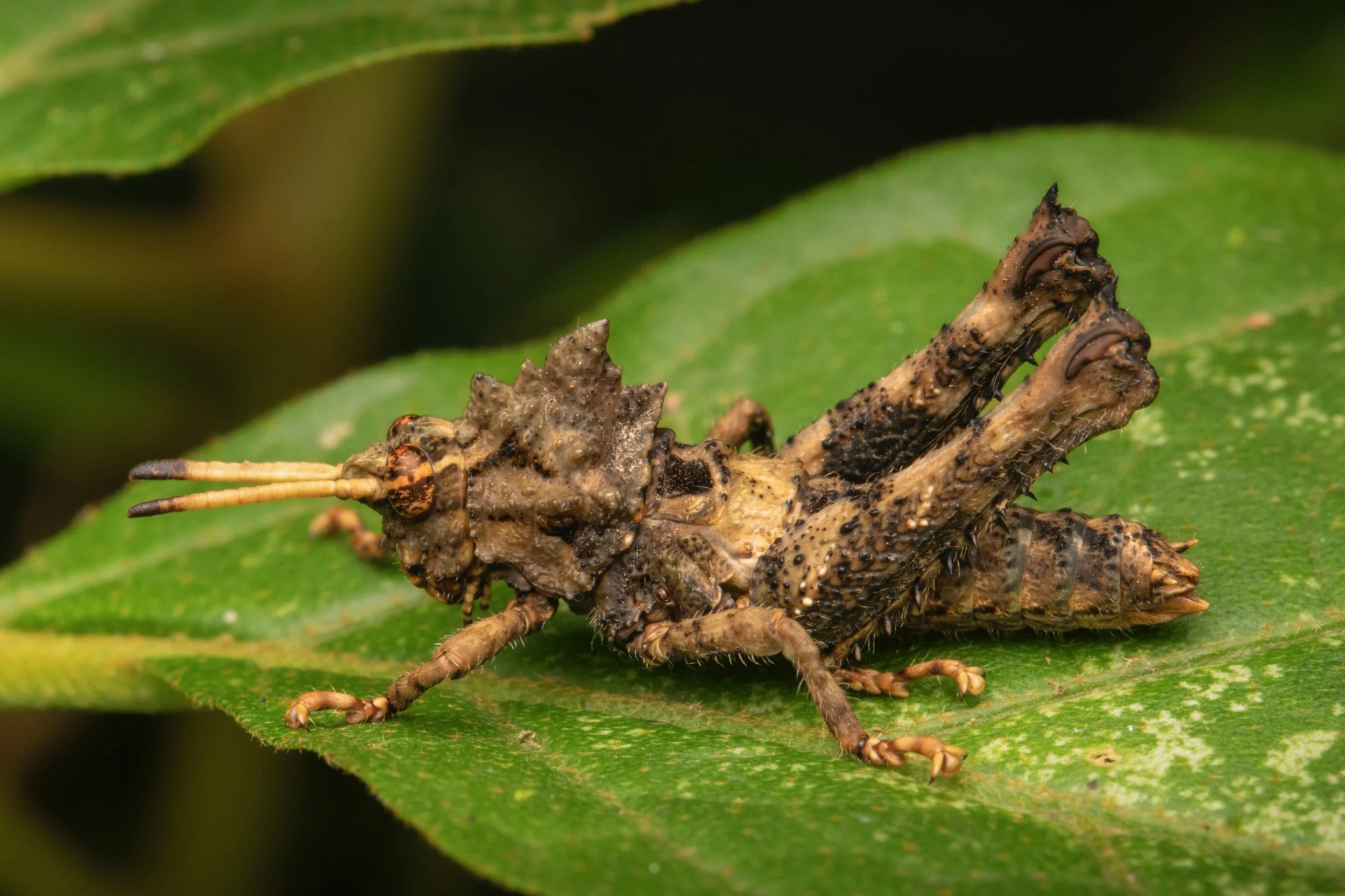 Orthoptera - 22.jpeg