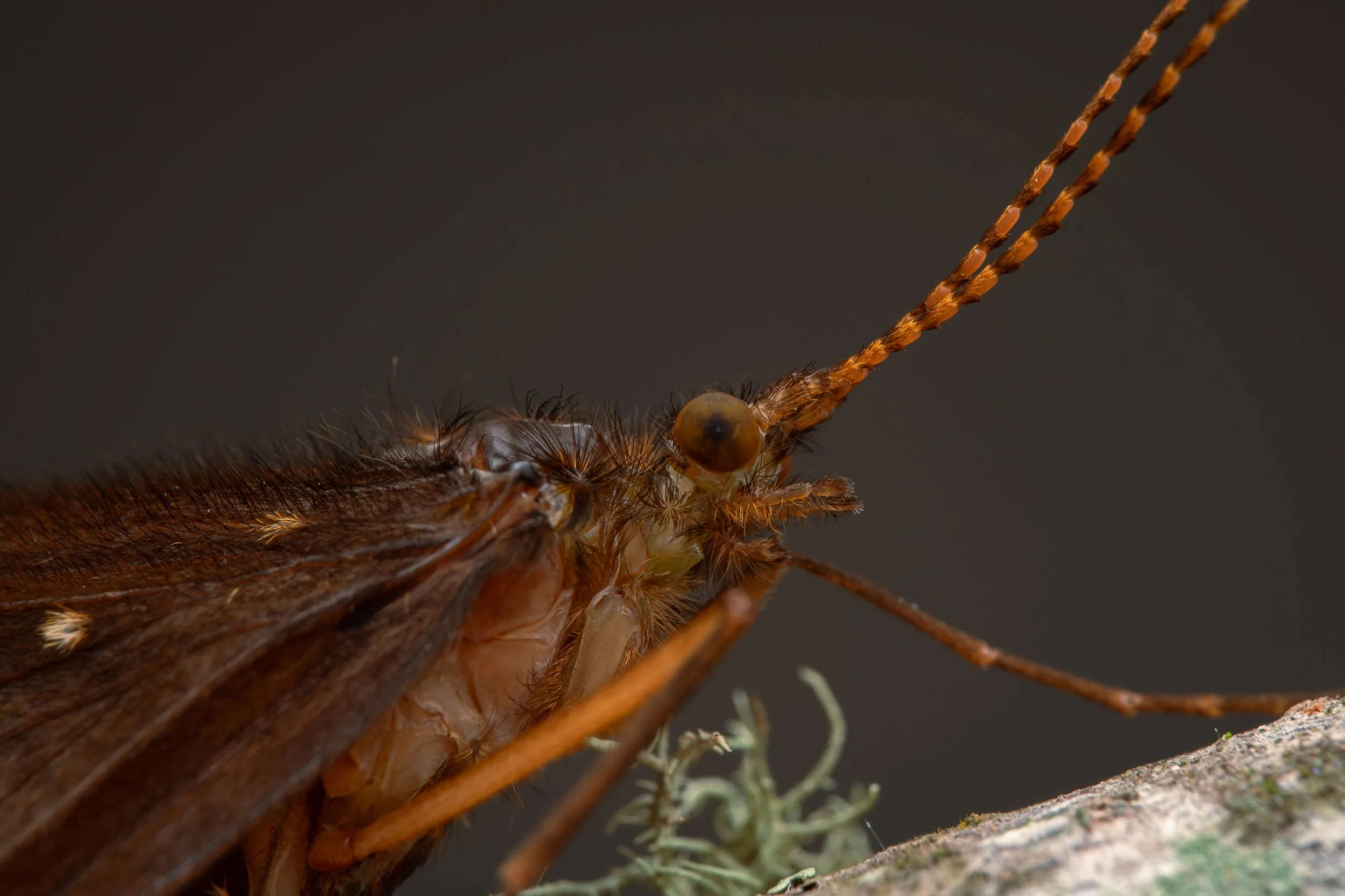 Trichoptera - 1.jpeg