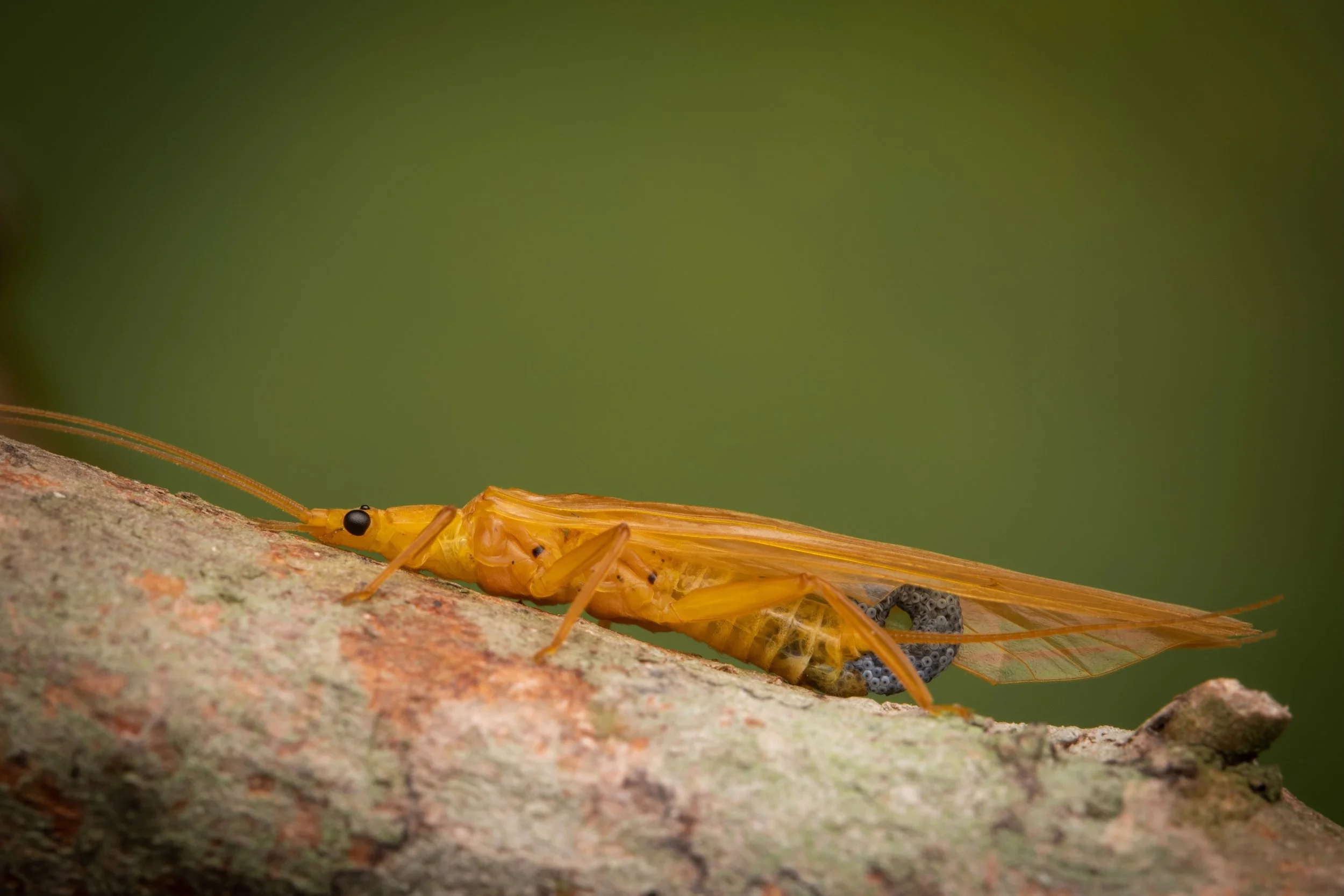 Plecoptera - 48.jpeg