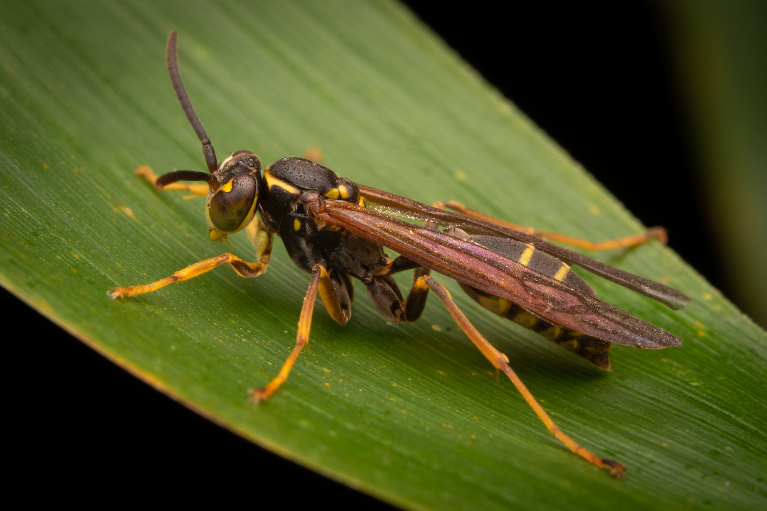 Hymenoptera - 45.jpg