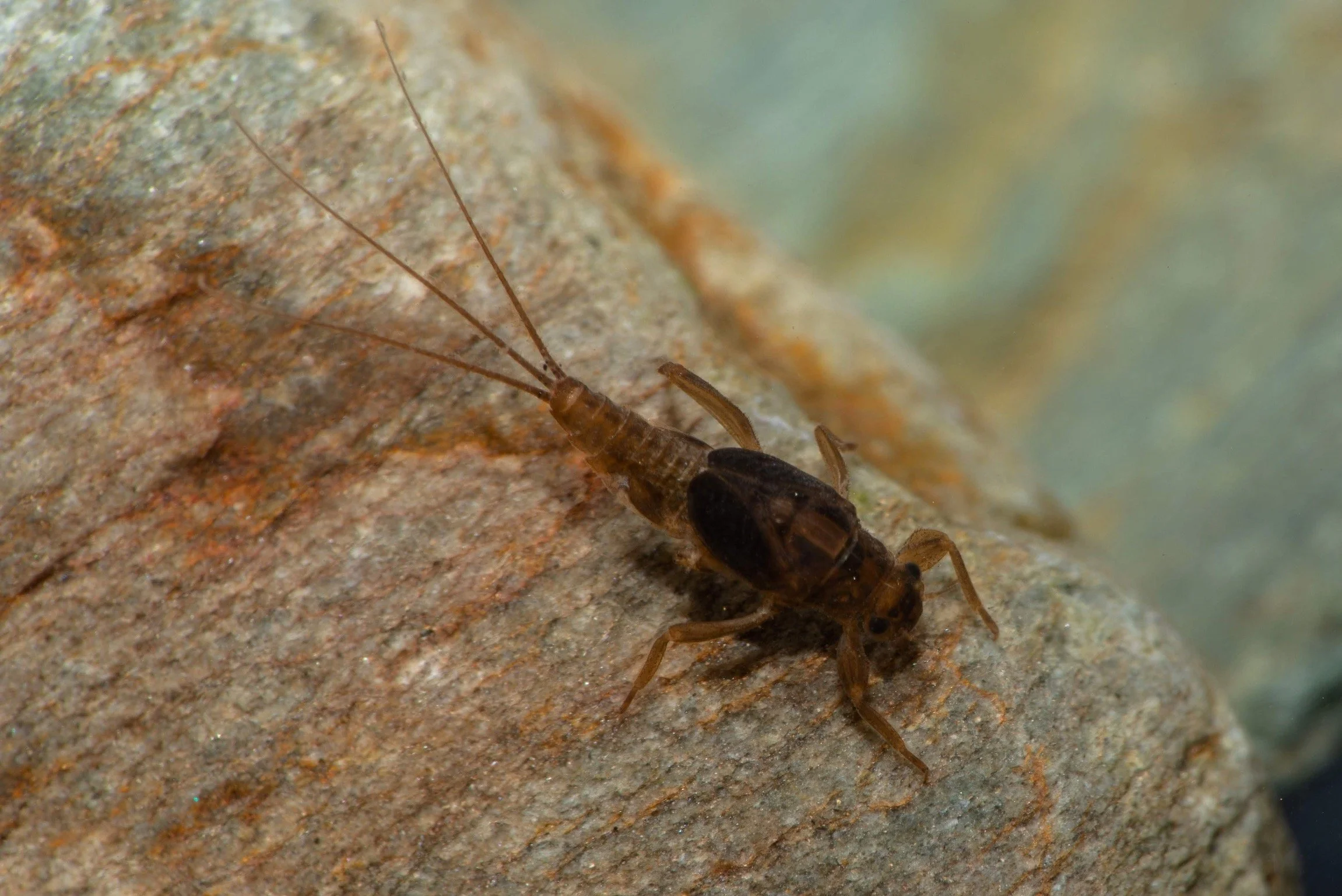 Leptohyphidae - 9.jpeg