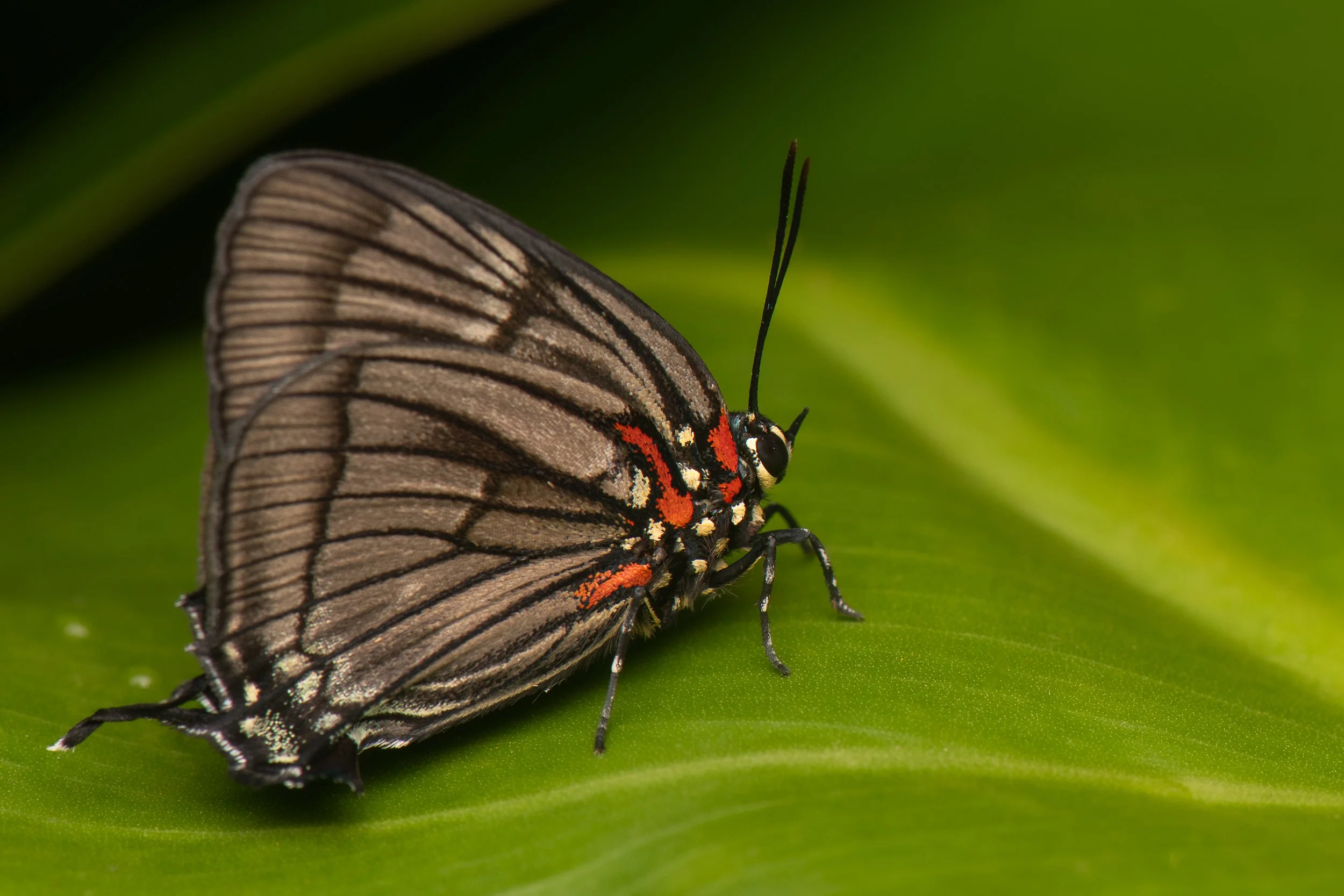 Lepidoptera - 34.jpg