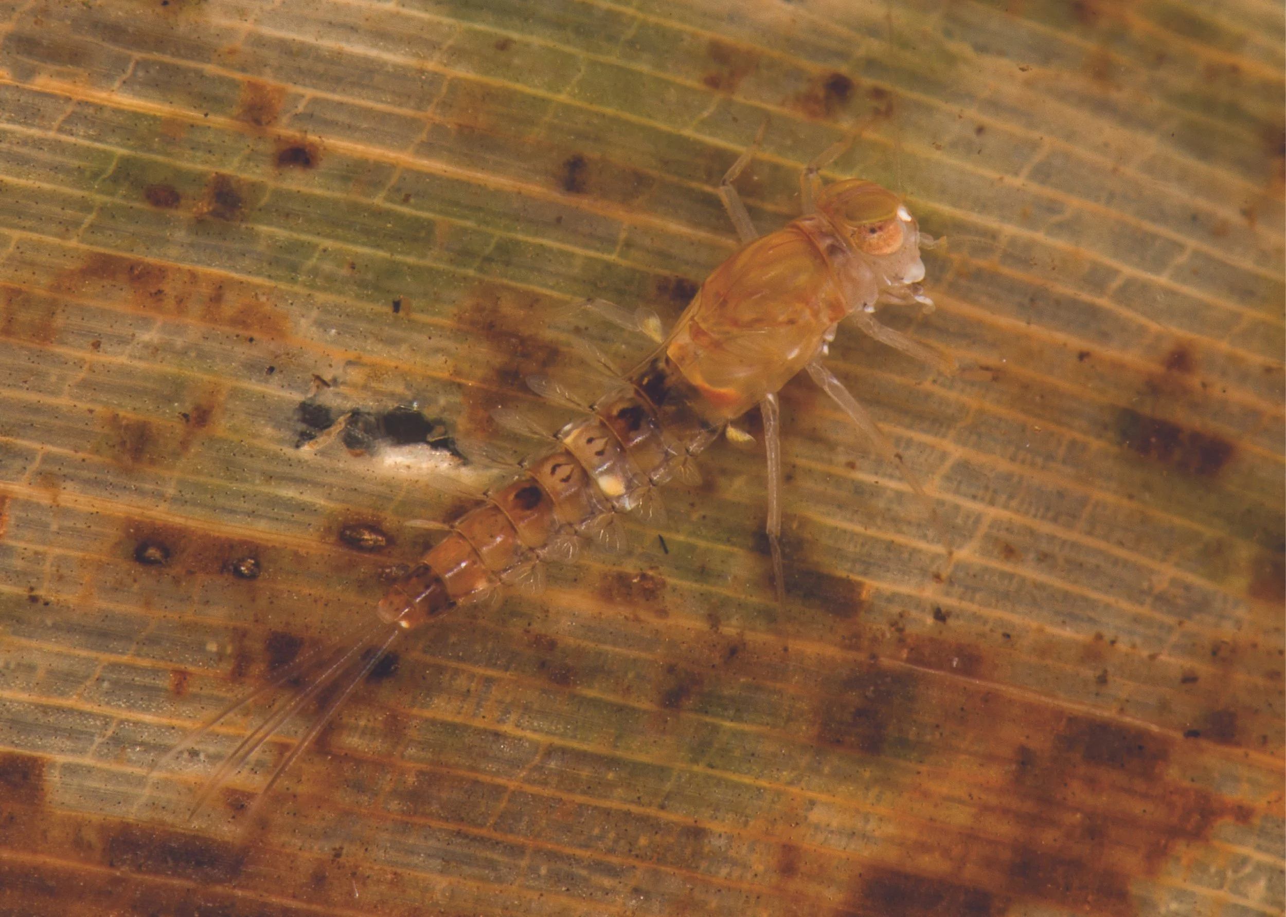 Ephemeroptera - 60.jpg