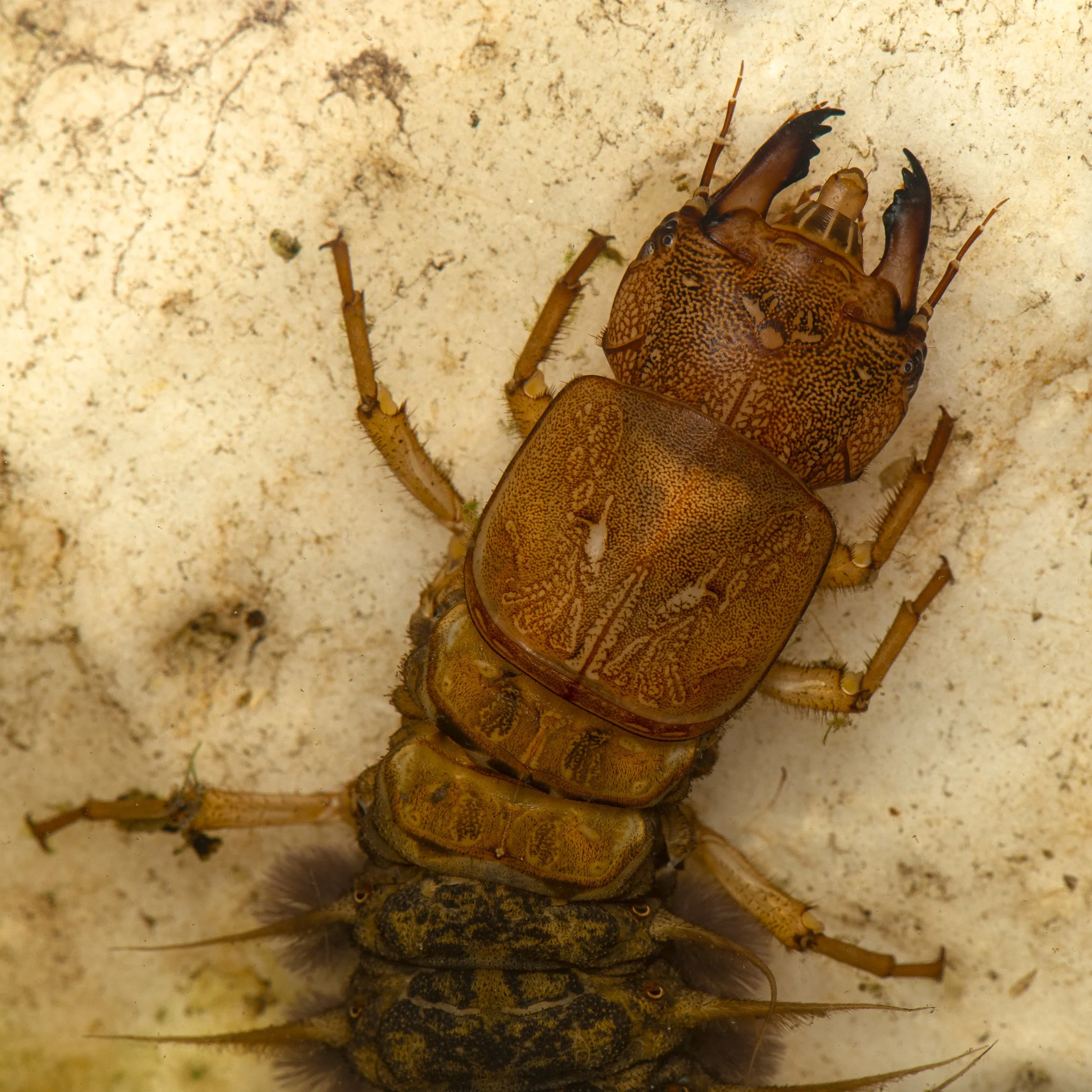 Megaloptera - 23.JPG