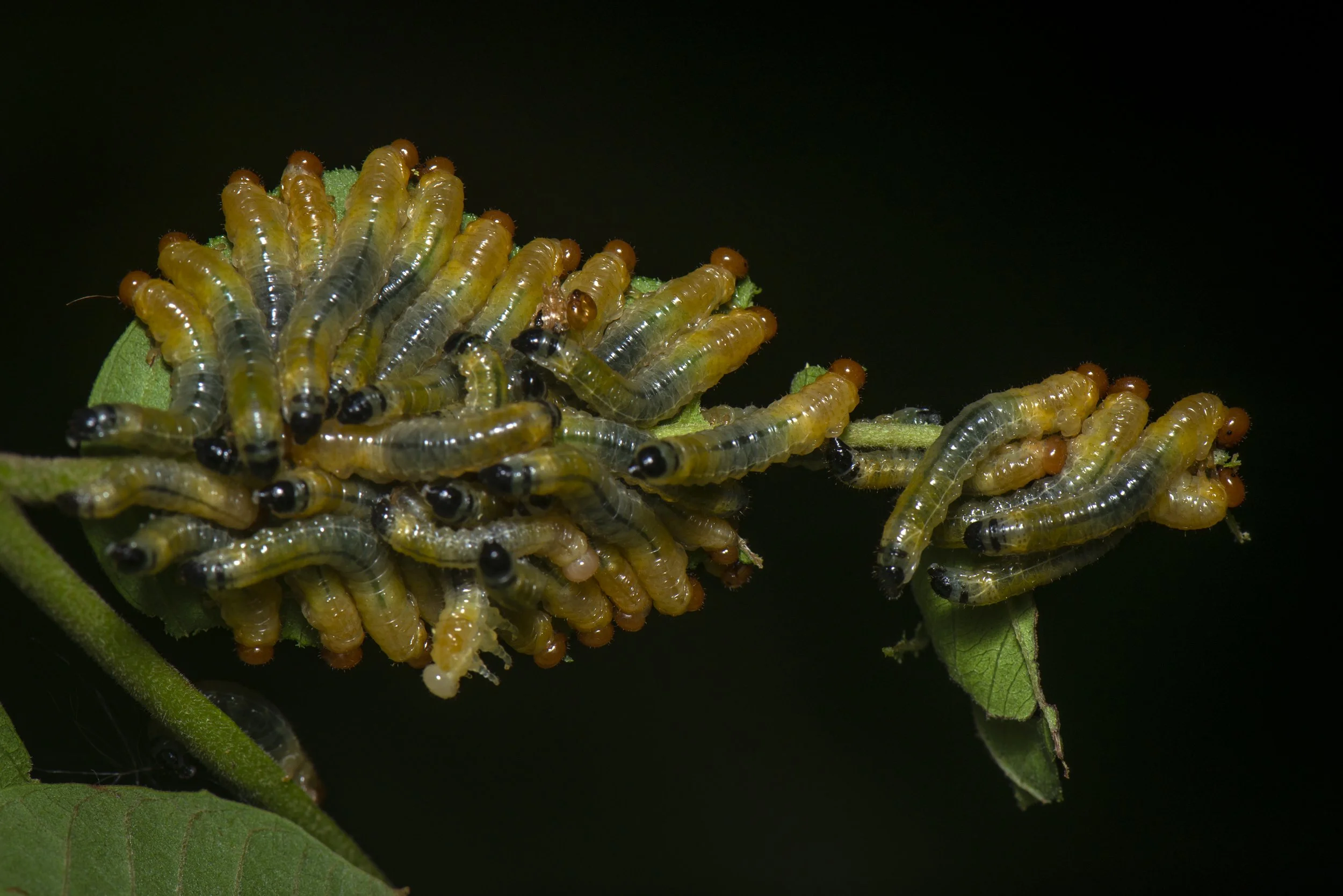 Hymenoptera - 92.JPG