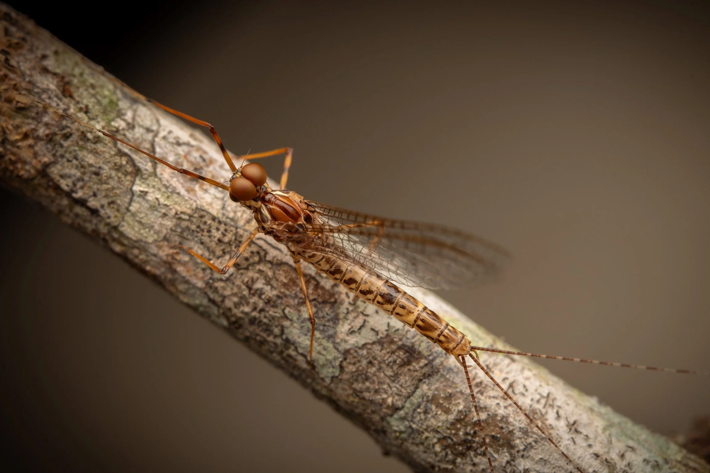 Leptophlebiidae - 68.jpeg