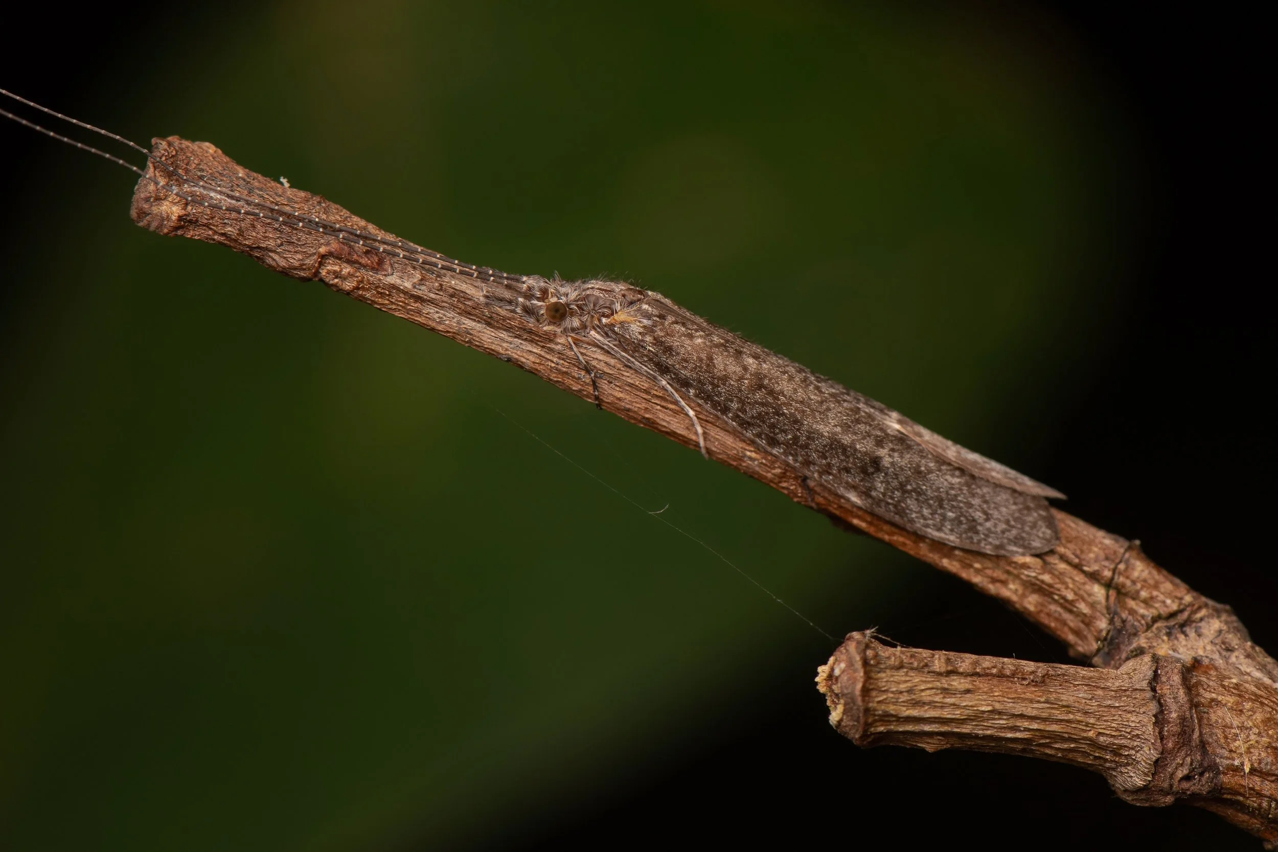 Trichoptera - 26.jpeg