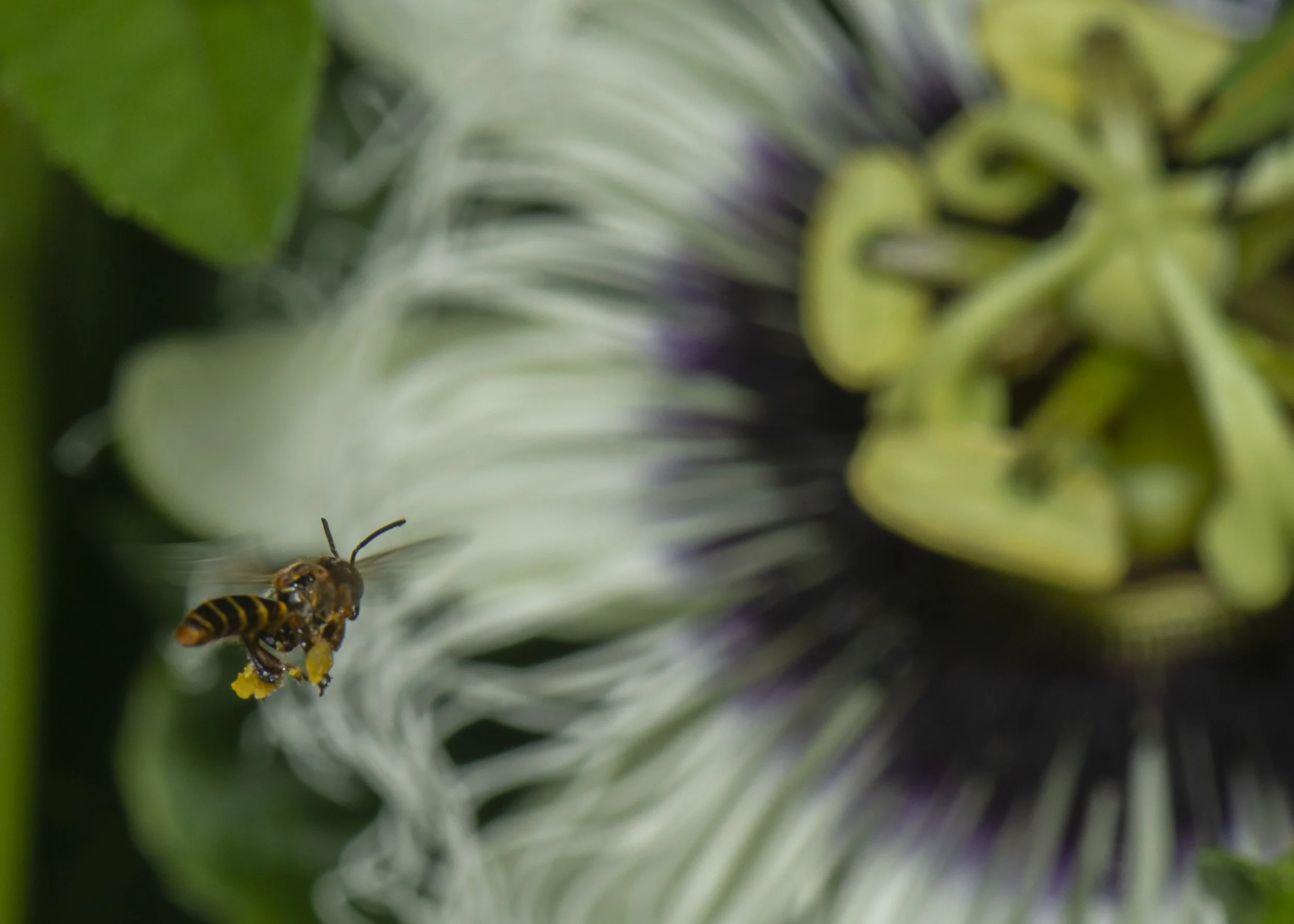 Hymenoptera - 108.jpg