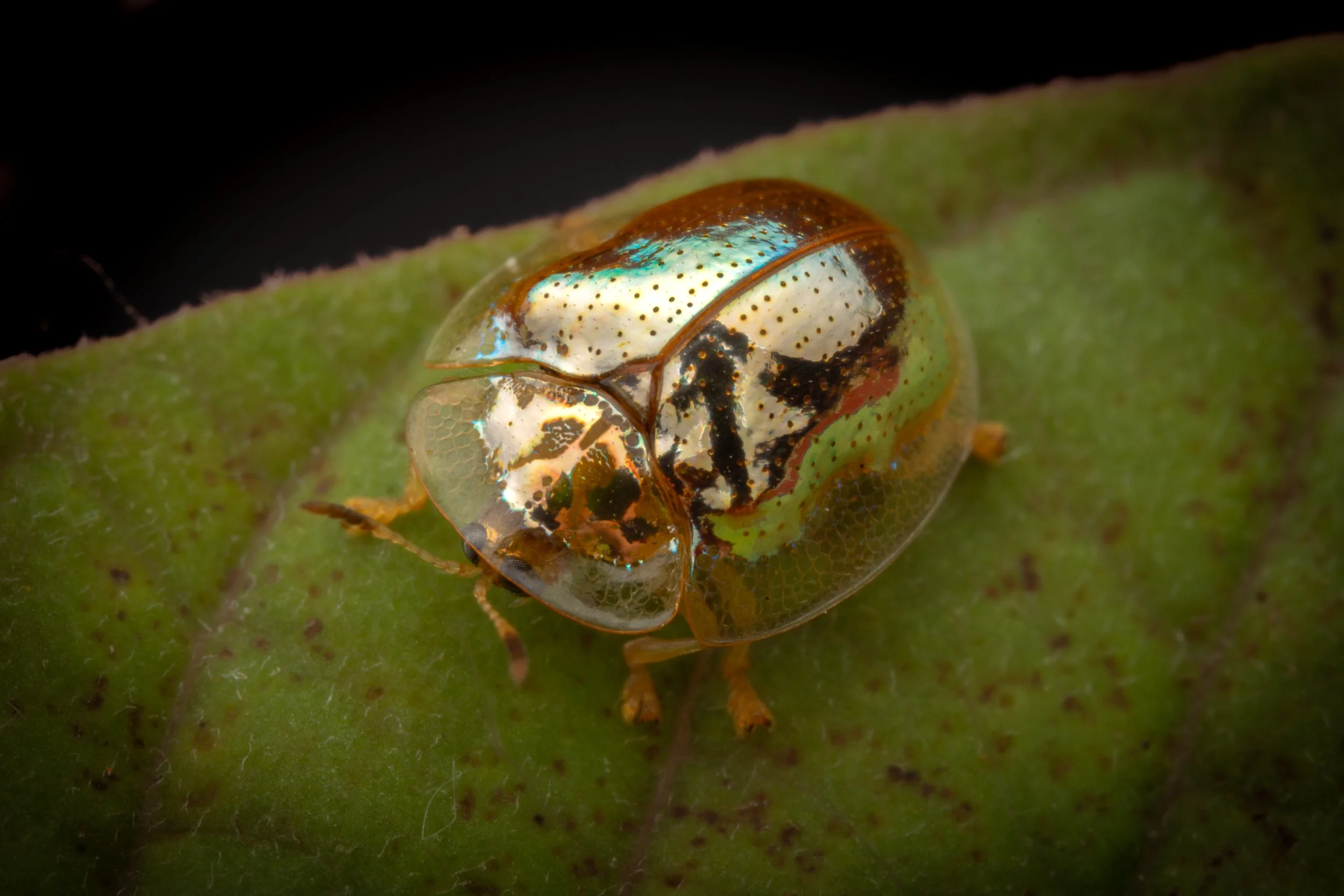 Coleoptera - 50.jpg