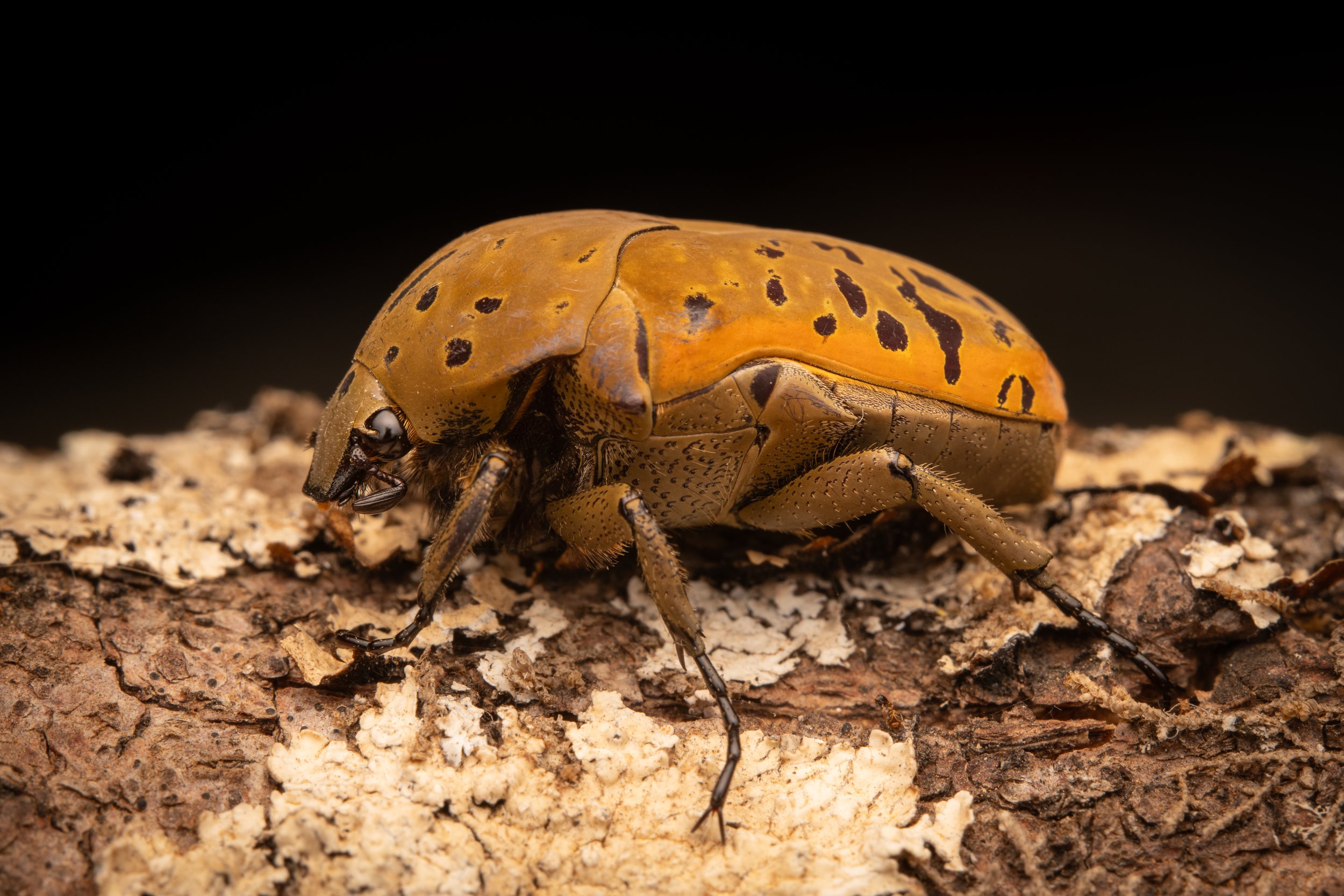 Coleoptera - 7.jpg