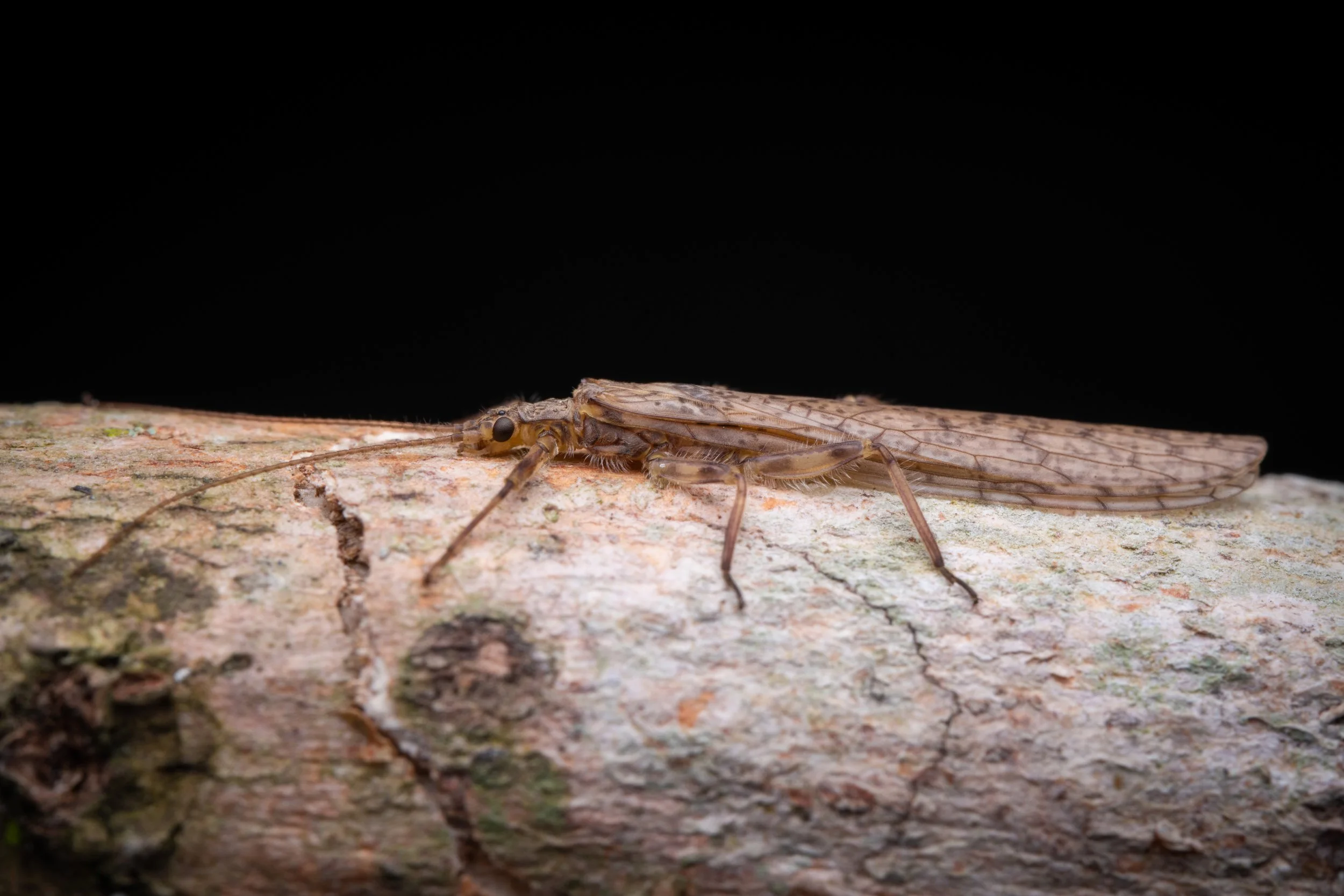 Plecoptera - 52.jpeg