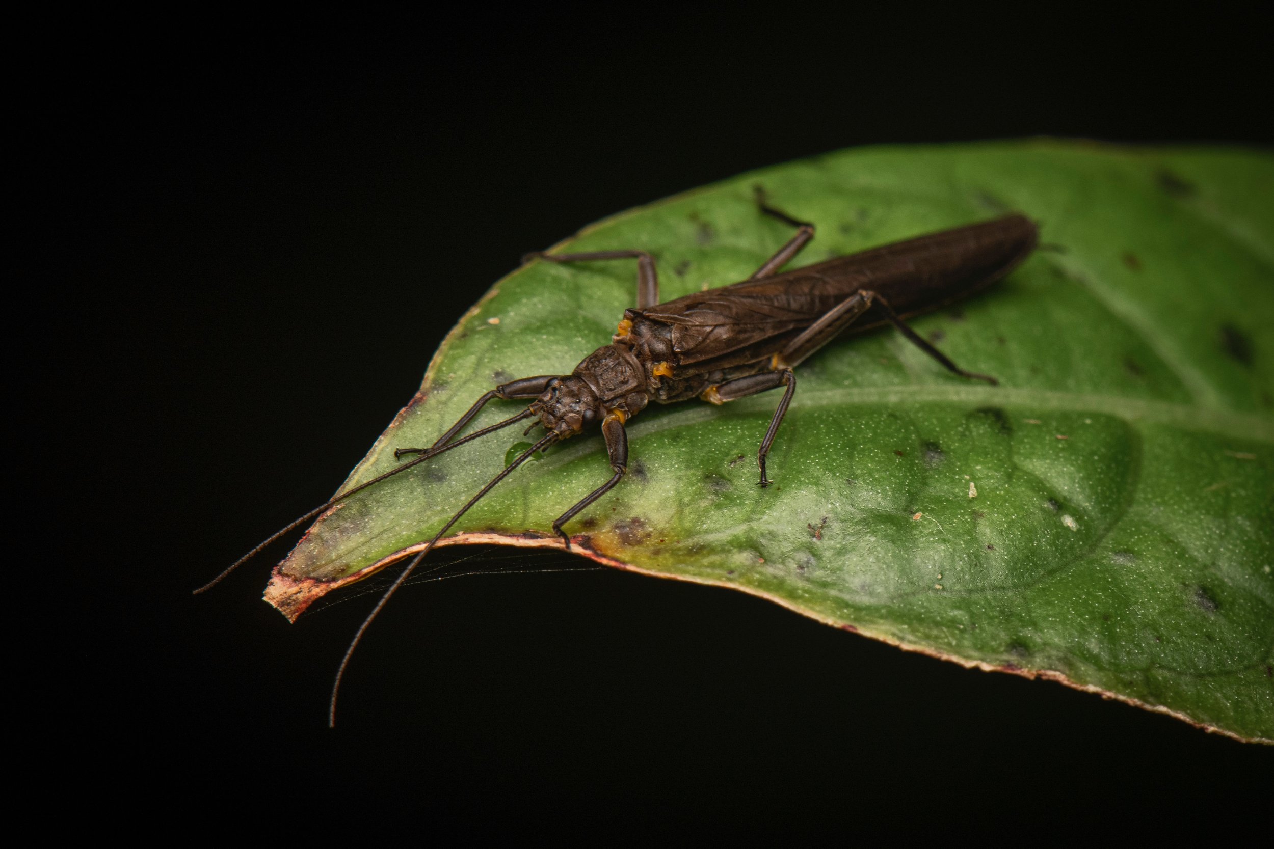 Plecoptera - 76.jpeg